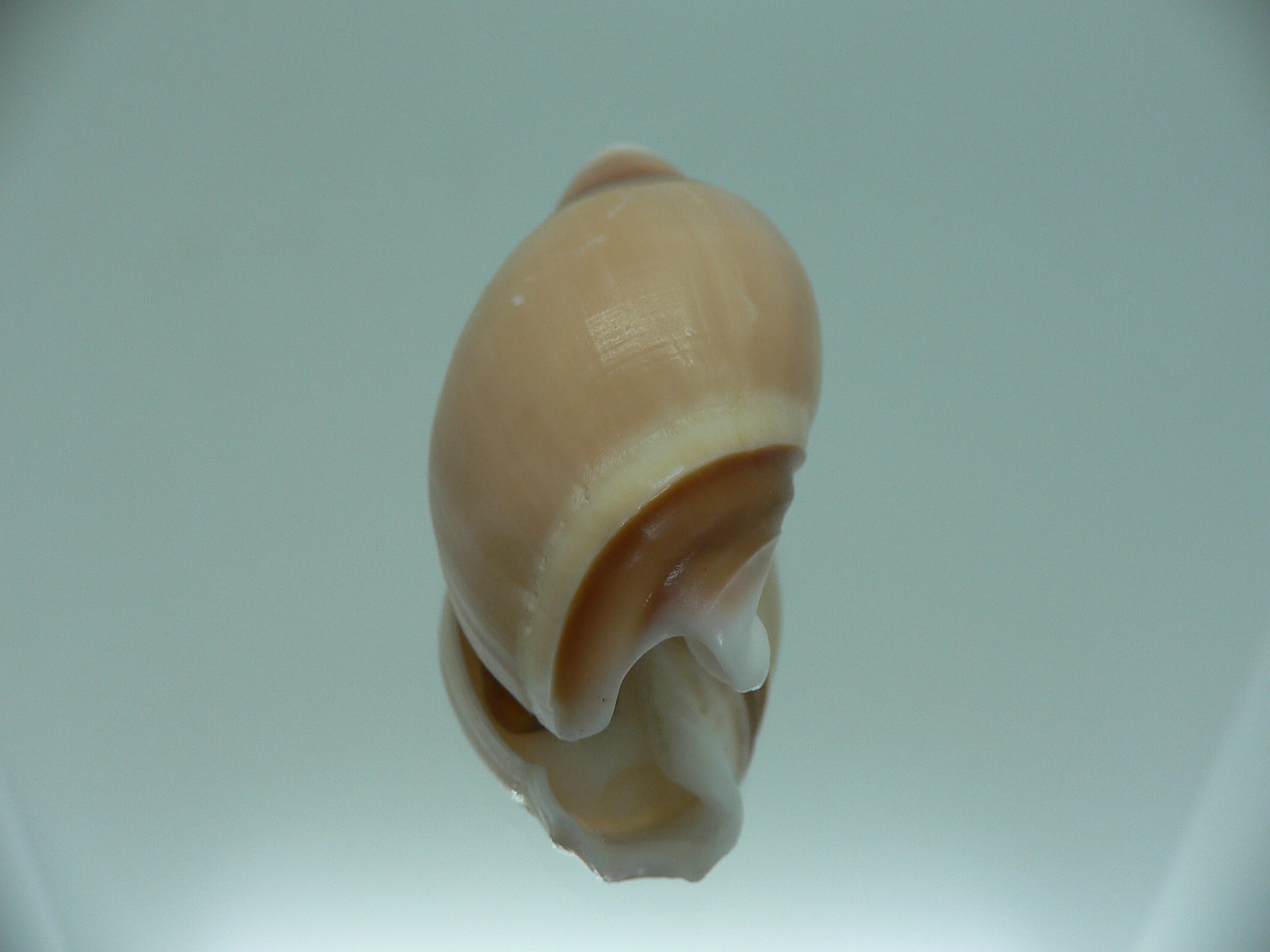 Amalda rubiginosa albocallosa PINK