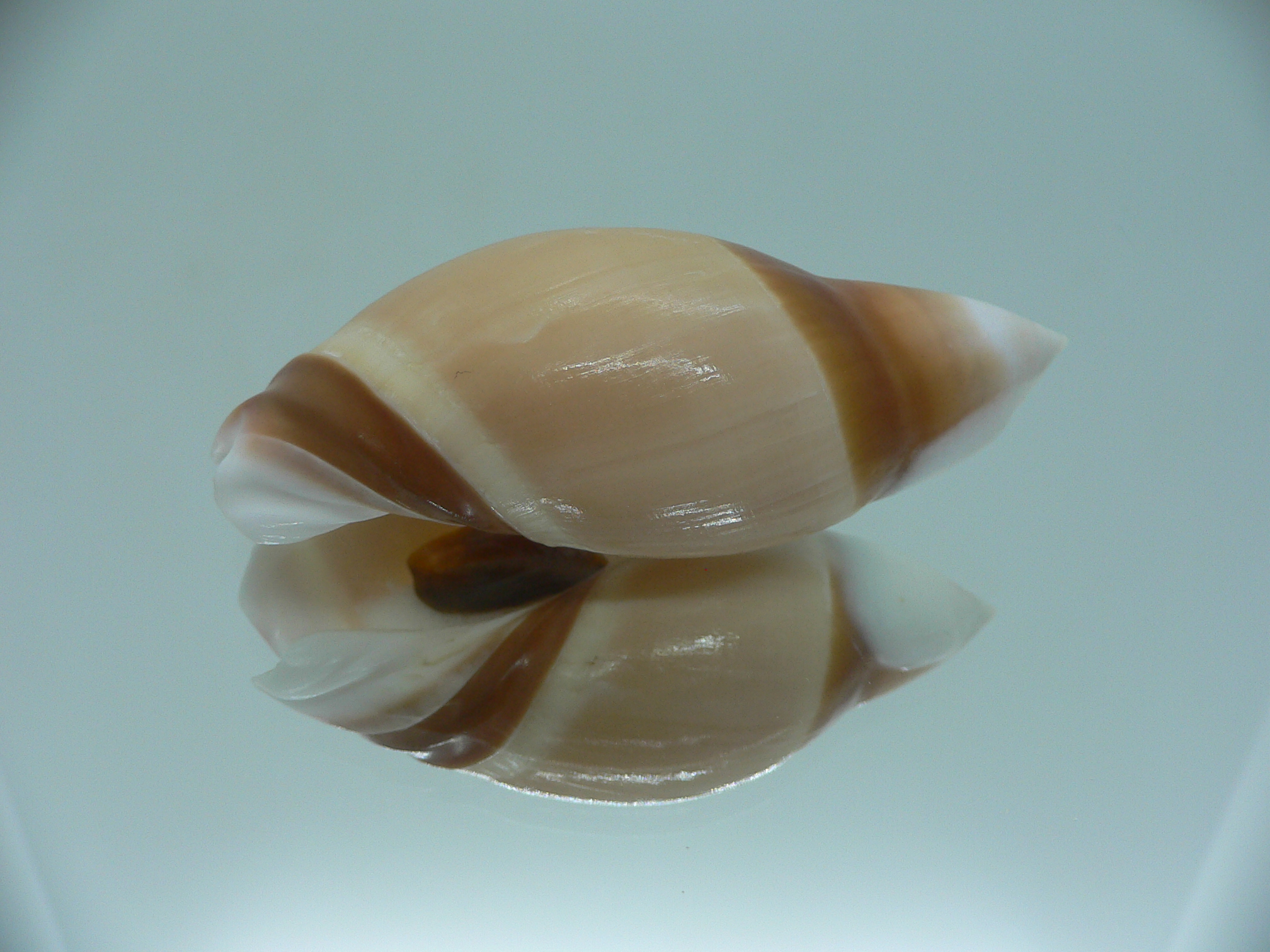 Amalda rubiginosa albocallosa PINK