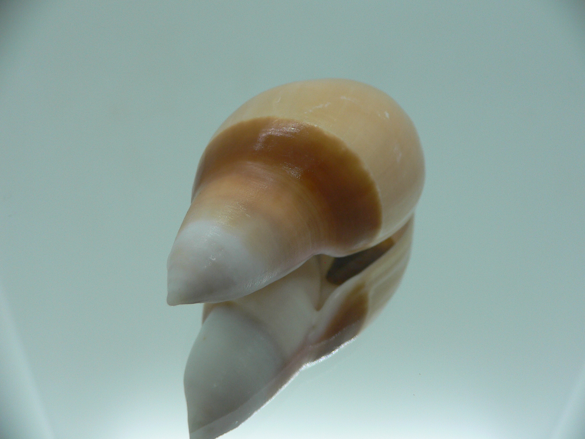 Amalda rubiginosa albocallosa PINK