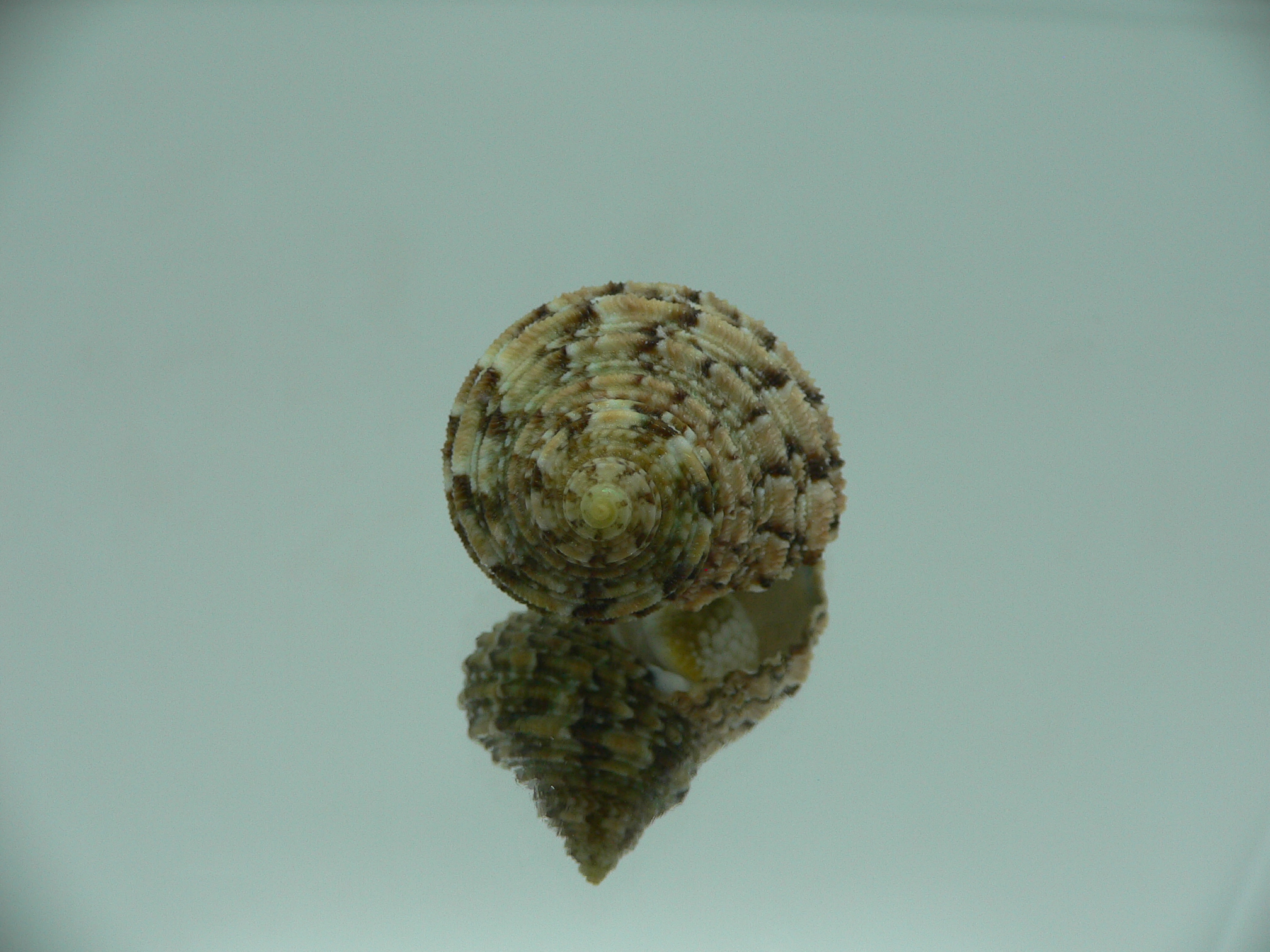 Turbo kenwilliamsi ENDEMIC DWARF 2