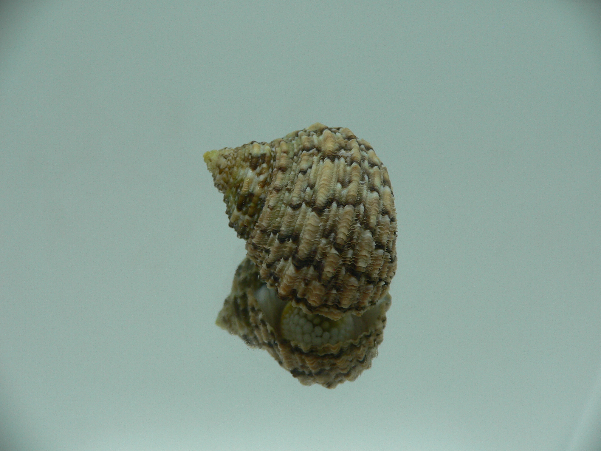 Turbo kenwilliamsi ENDEMIC DWARF 2