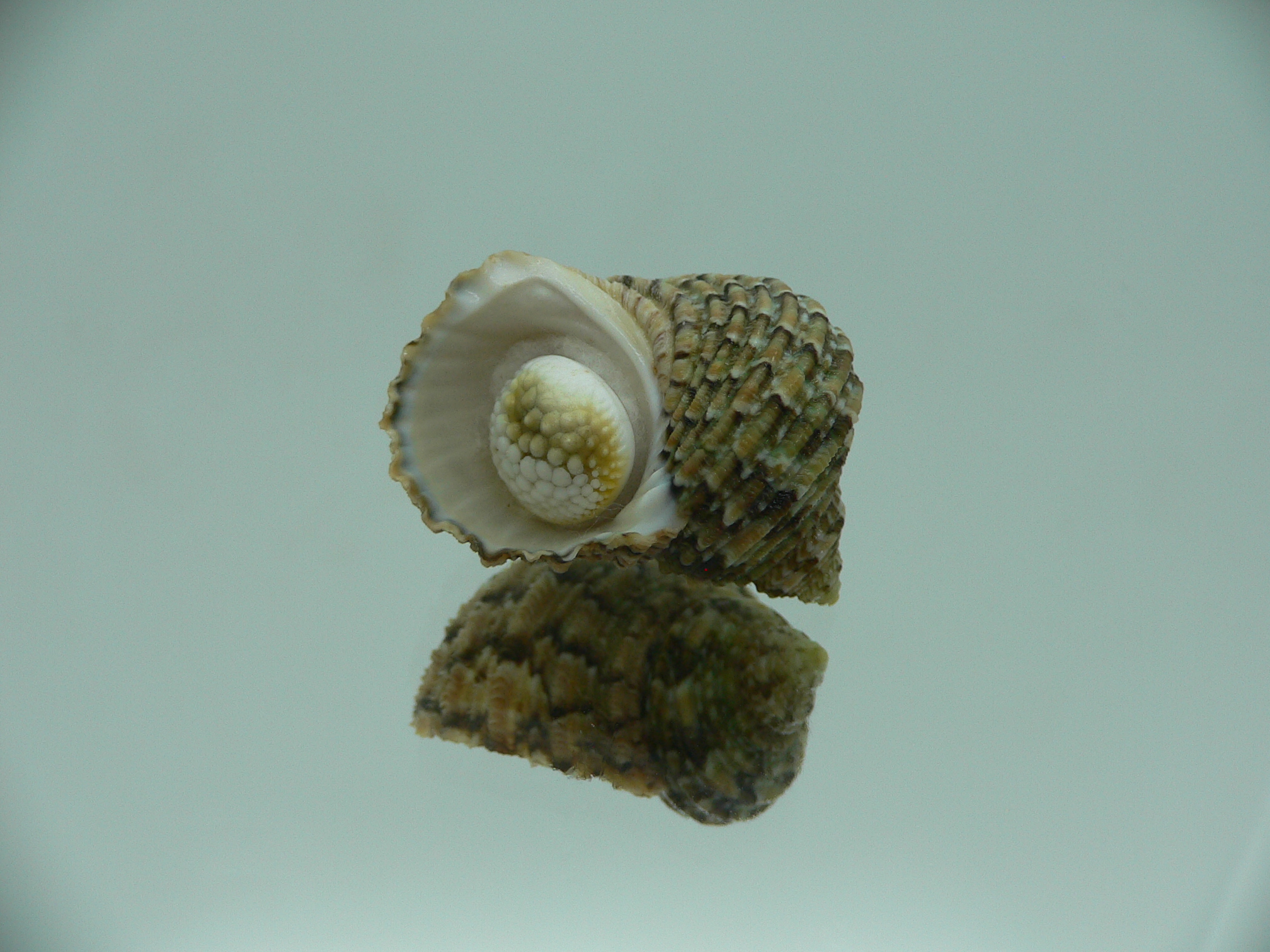 Turbo kenwilliamsi ENDEMIC DWARF 2