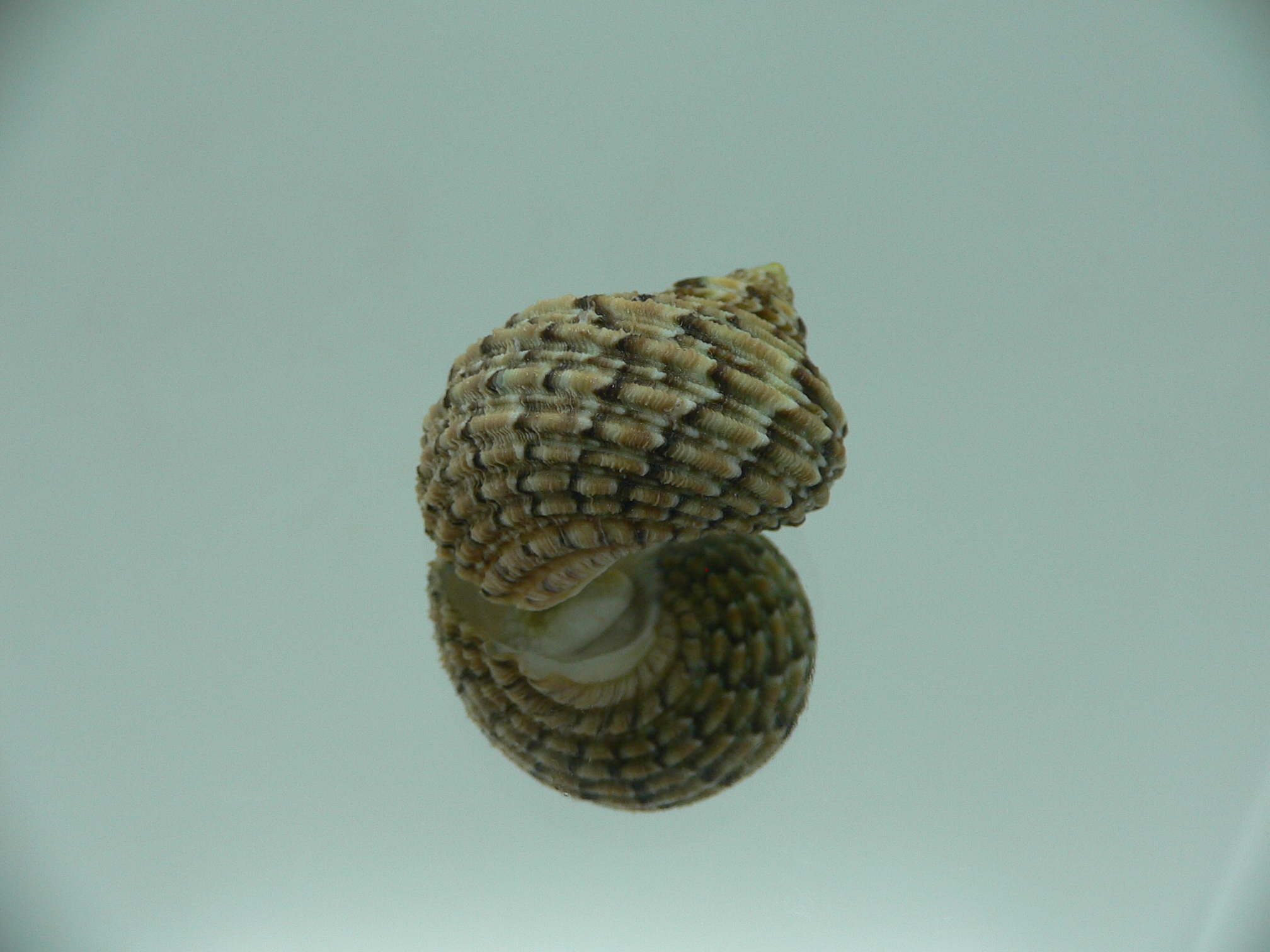Turbo kenwilliamsi ENDEMIC DWARF 2