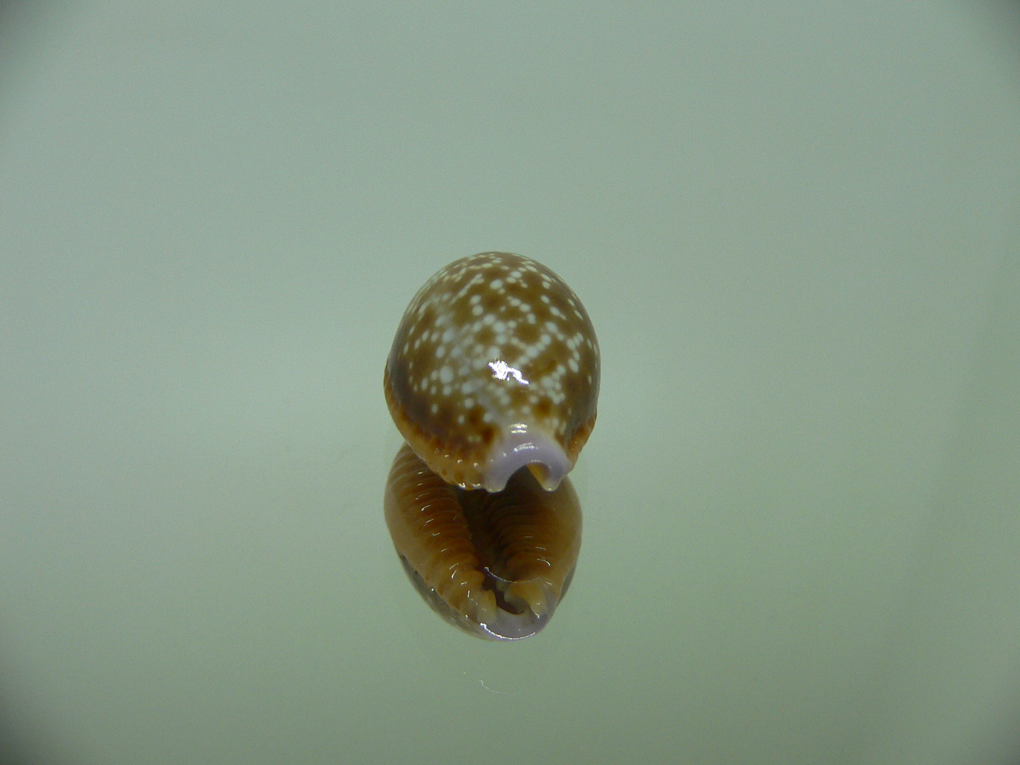 Cypraea helvola argella (var) SPOTTED