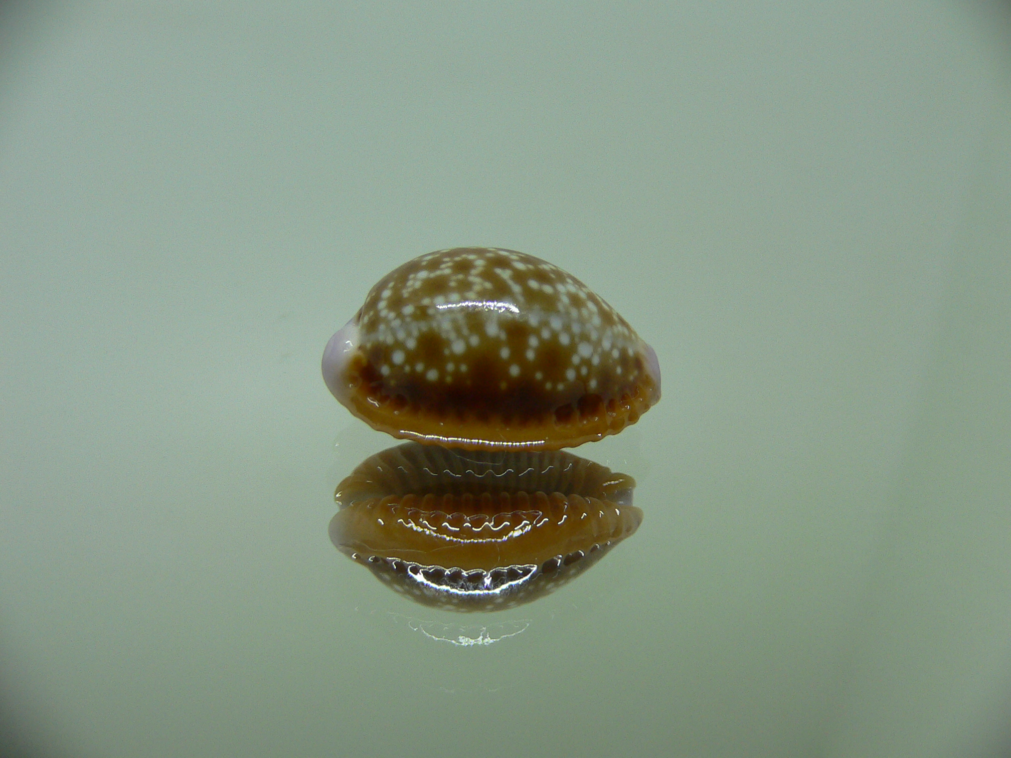 Cypraea helvola argella (var) SPOTTED