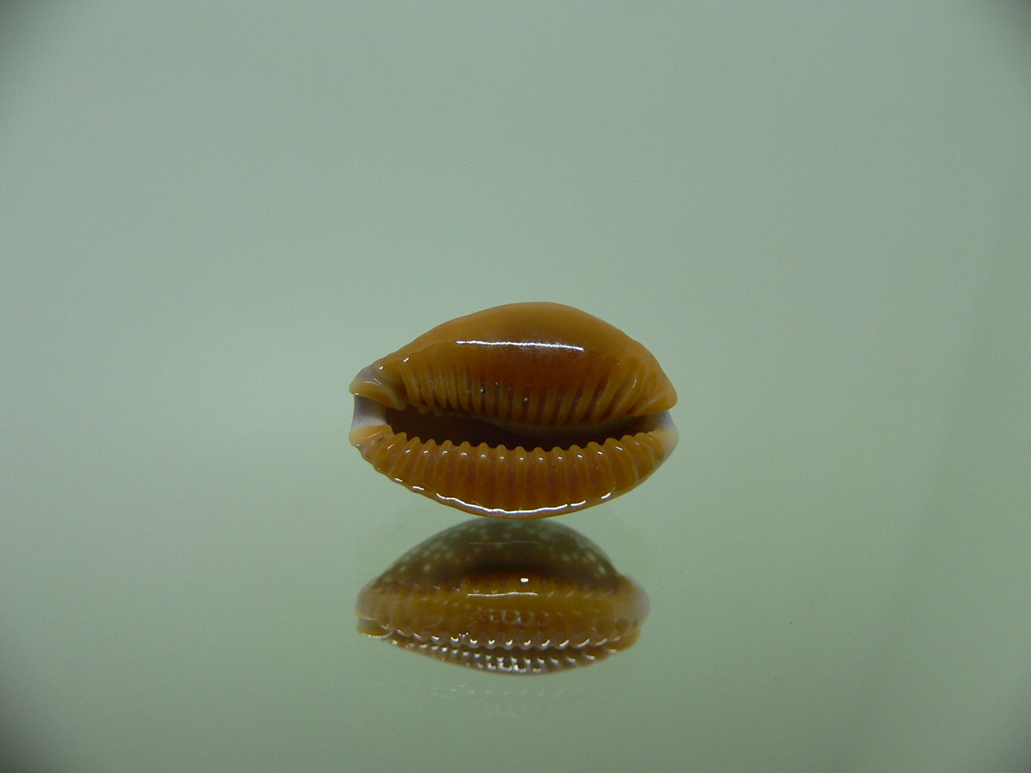 Cypraea helvola argella (var) SPOTTED