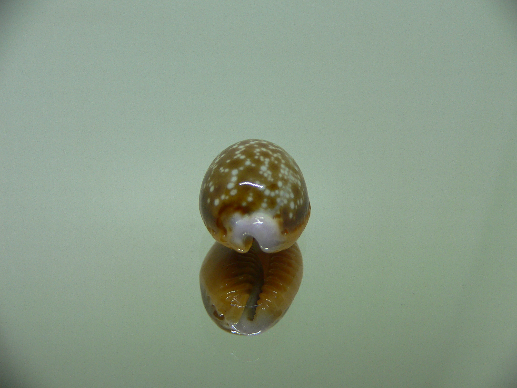 Cypraea helvola argella (var) SPOTTED