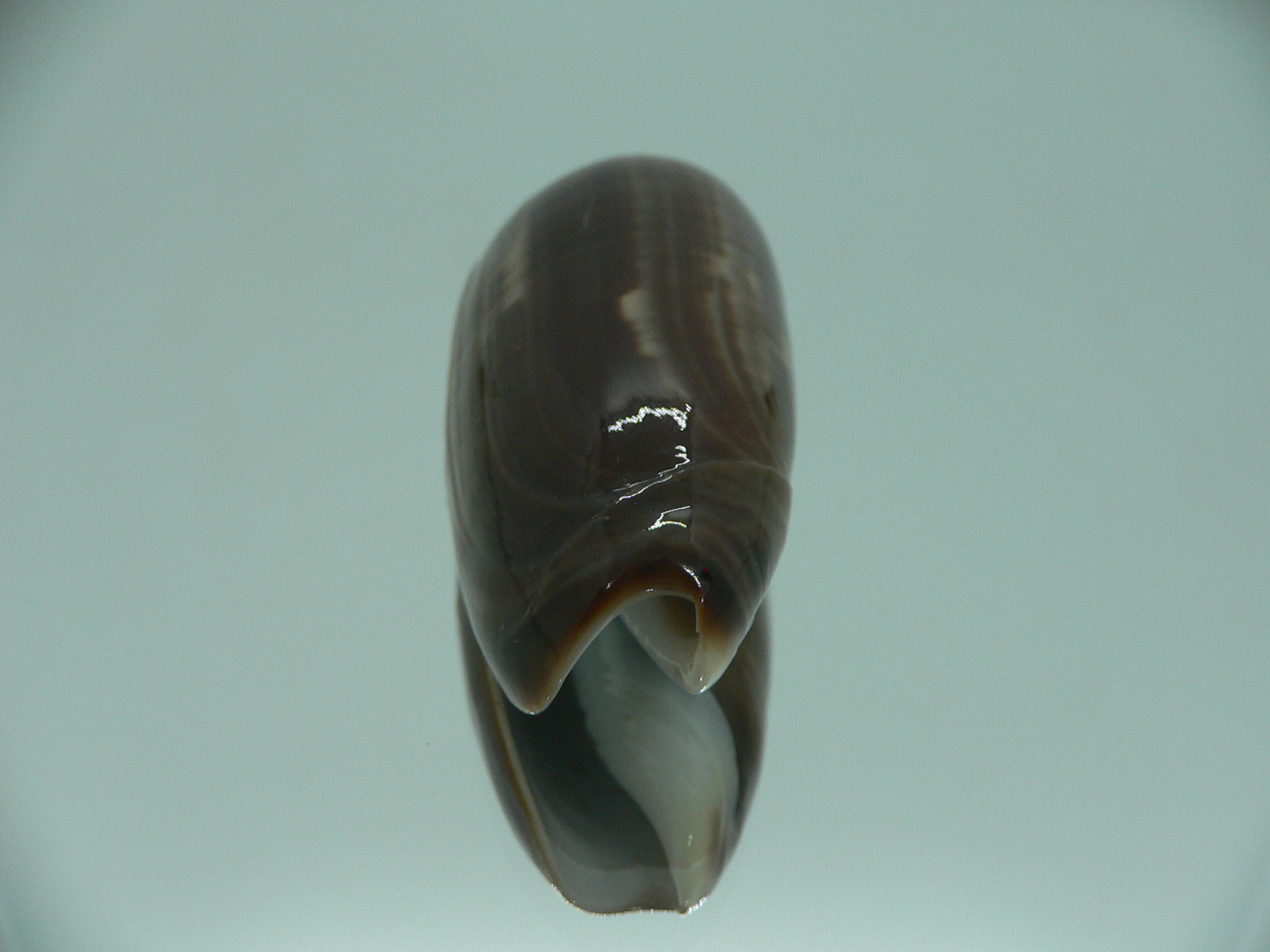 Oliva vidua cincta (var.) RARE & SUPER COLORING