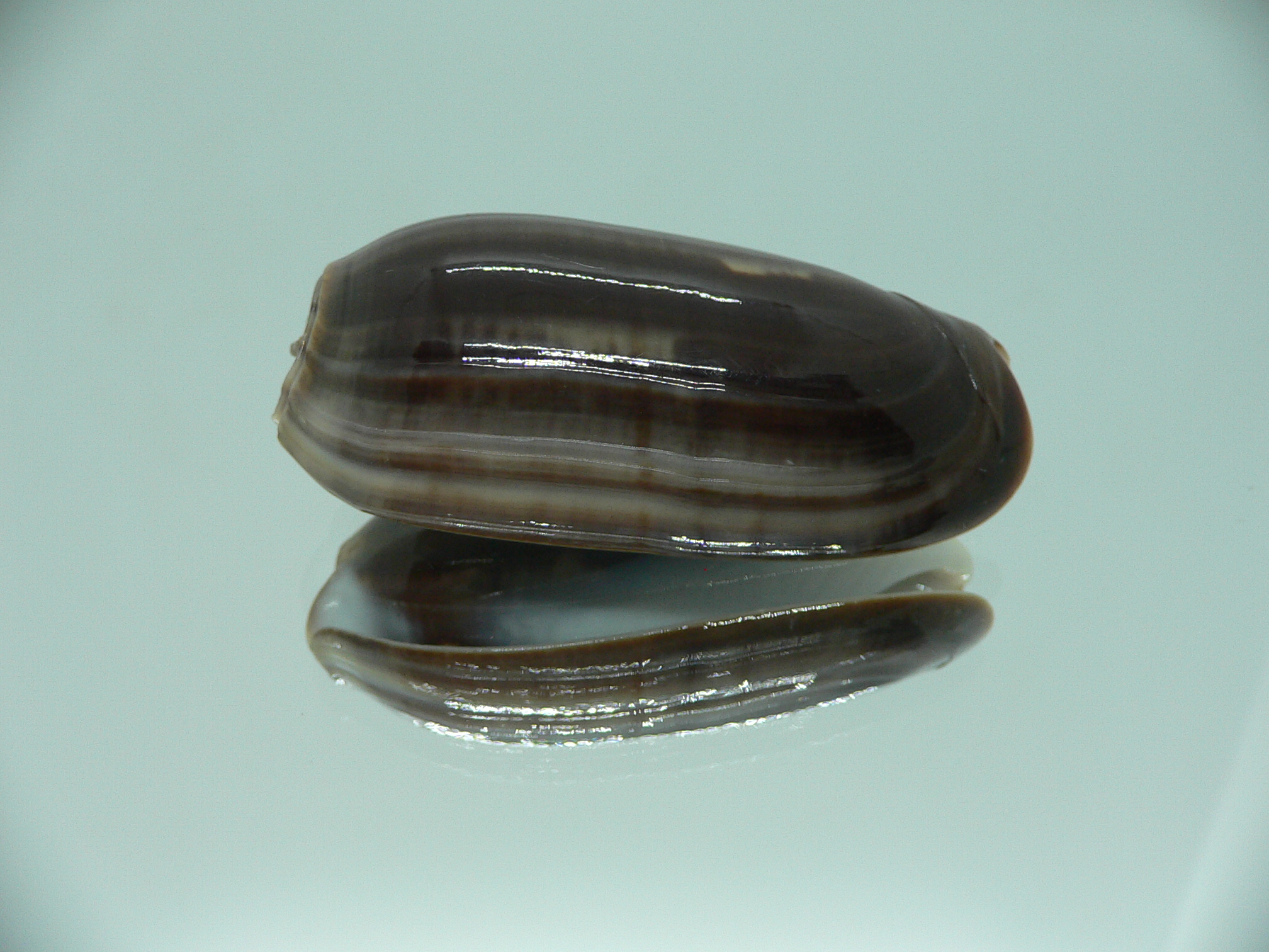 Oliva vidua cincta (var.) RARE & SUPER COLORING