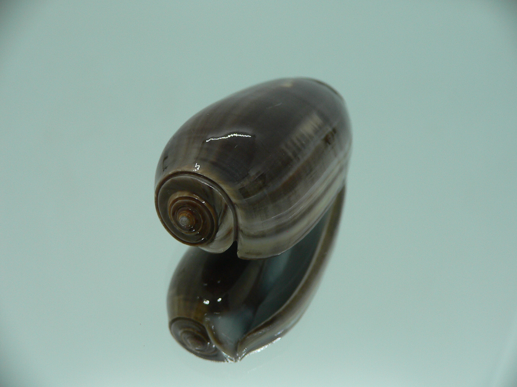 Oliva vidua cincta (var.) RARE & SUPER COLORING