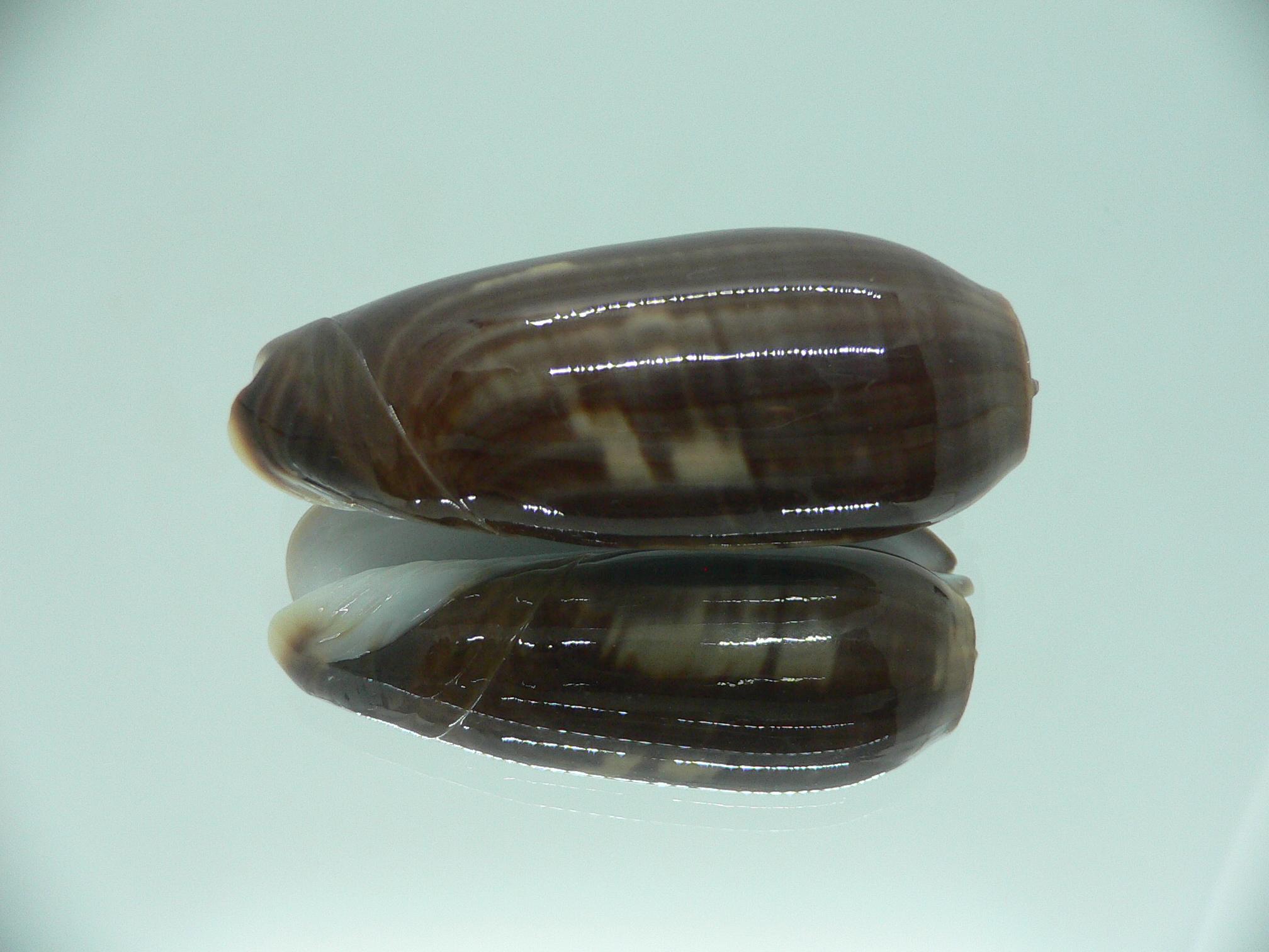 Oliva vidua cincta (var.) RARE & SUPER COLORING