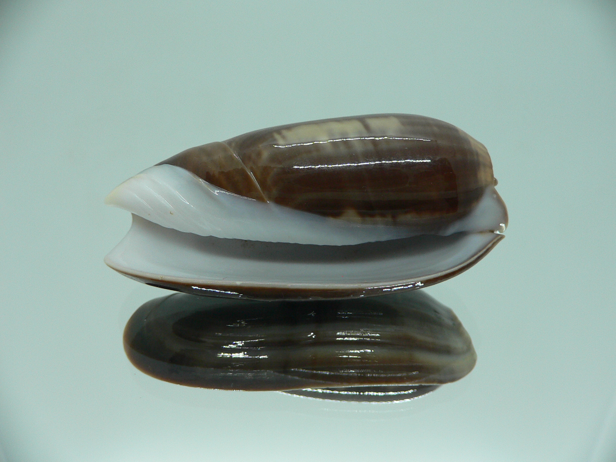 Oliva vidua cincta (var.) RARE & SUPER COLORING