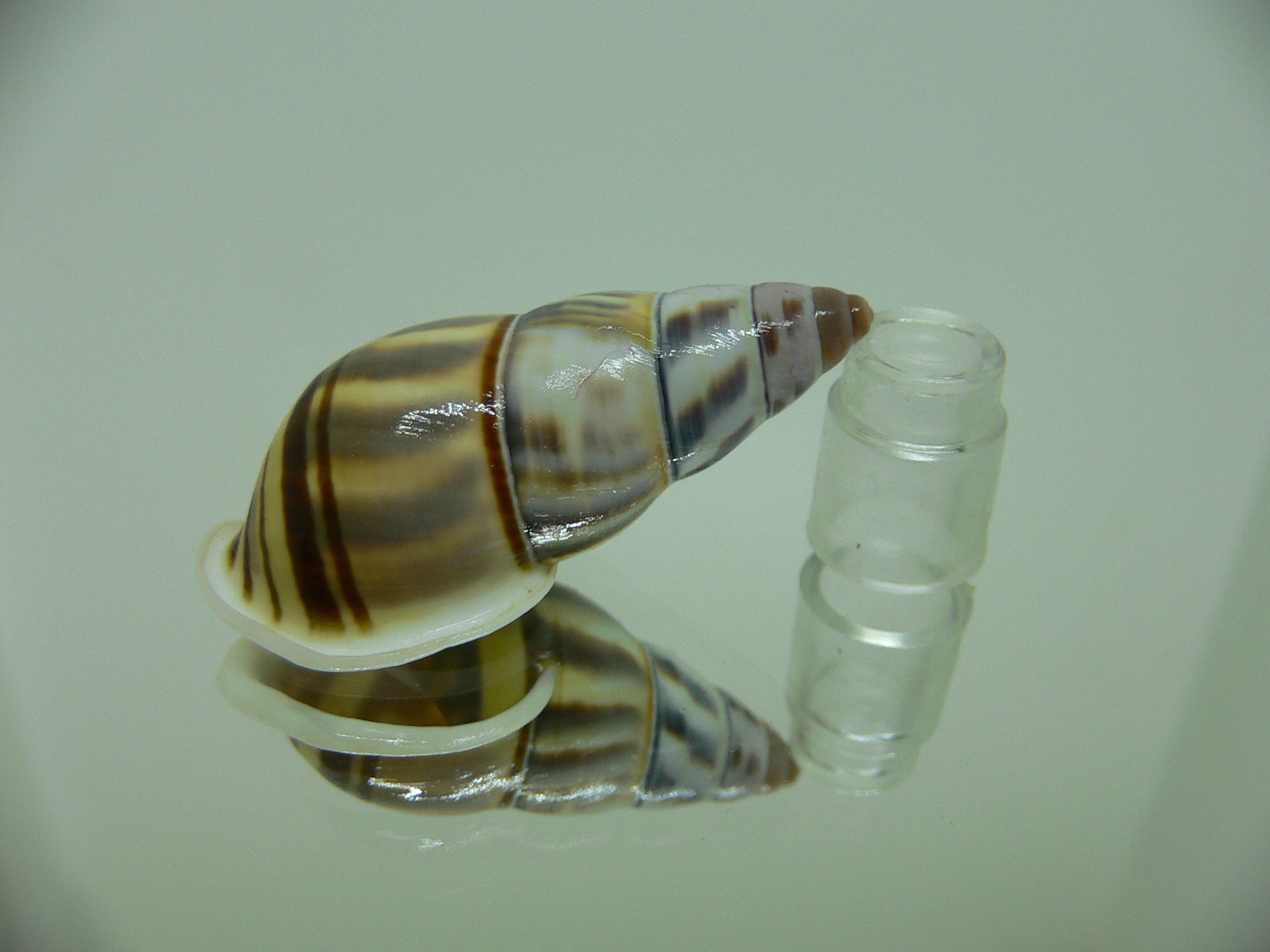 Amphidromus contrarius hanieli BEAUTIFUL