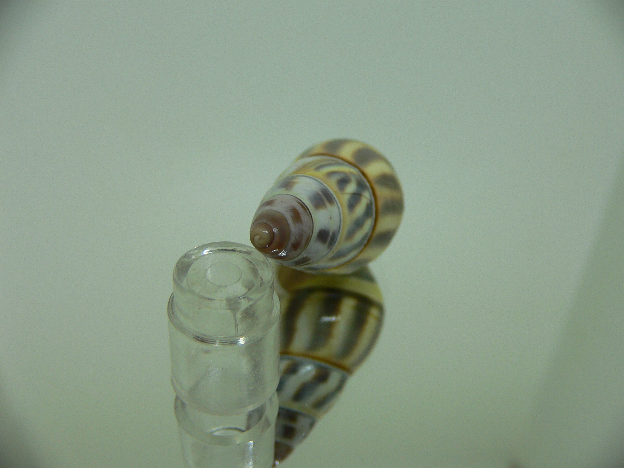 Amphidromus contrarius hanieli BEAUTIFUL