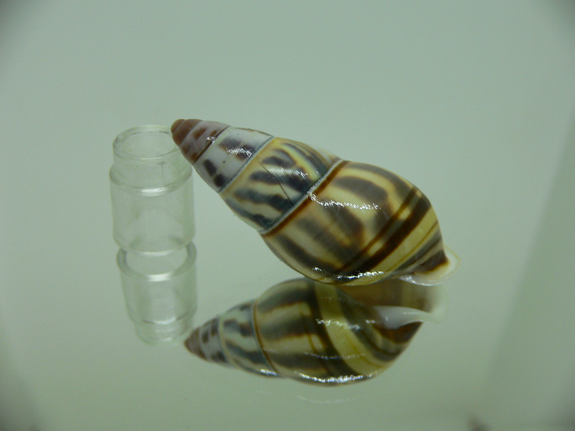 Amphidromus contrarius hanieli BEAUTIFUL