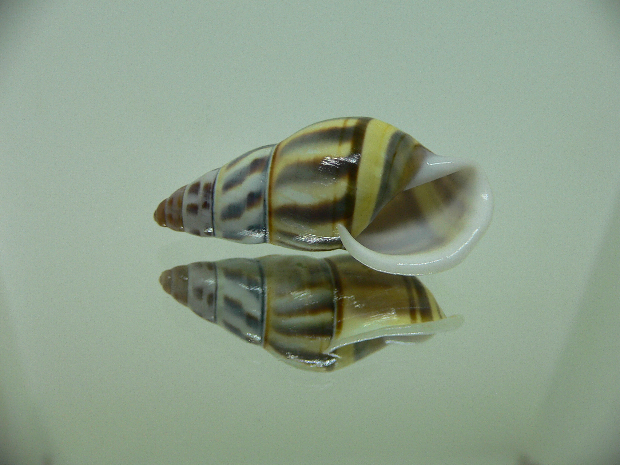 Amphidromus contrarius hanieli BEAUTIFUL