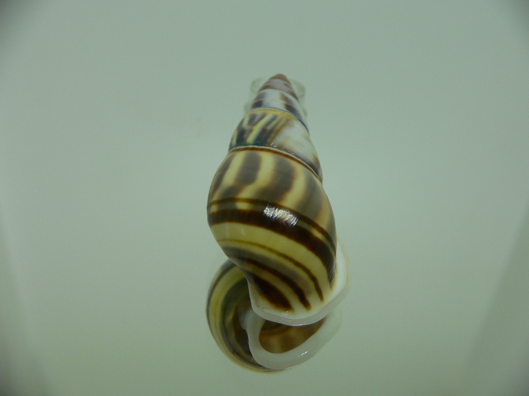 Amphidromus contrarius hanieli BEAUTIFUL