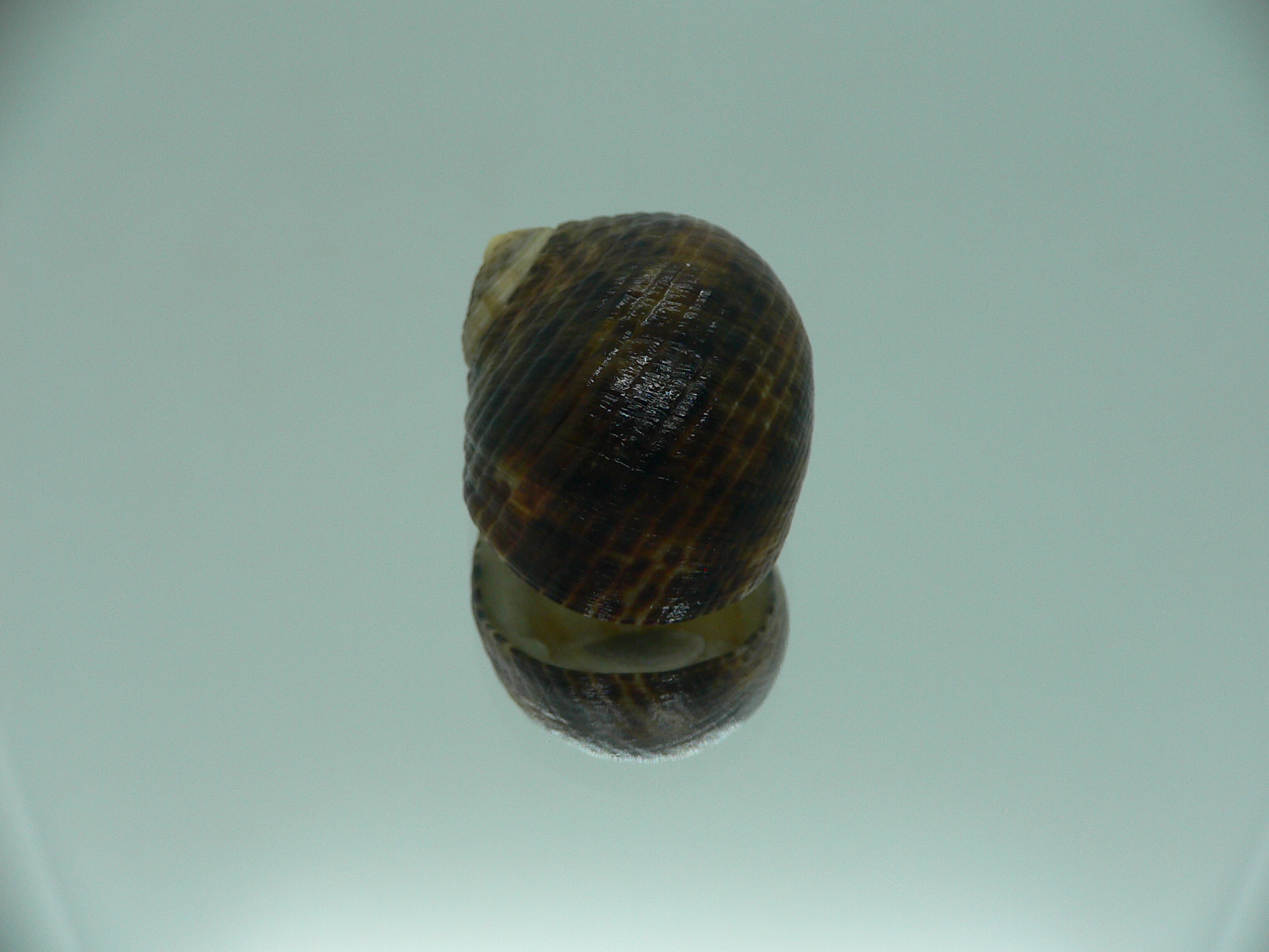 Nerita longii RARE