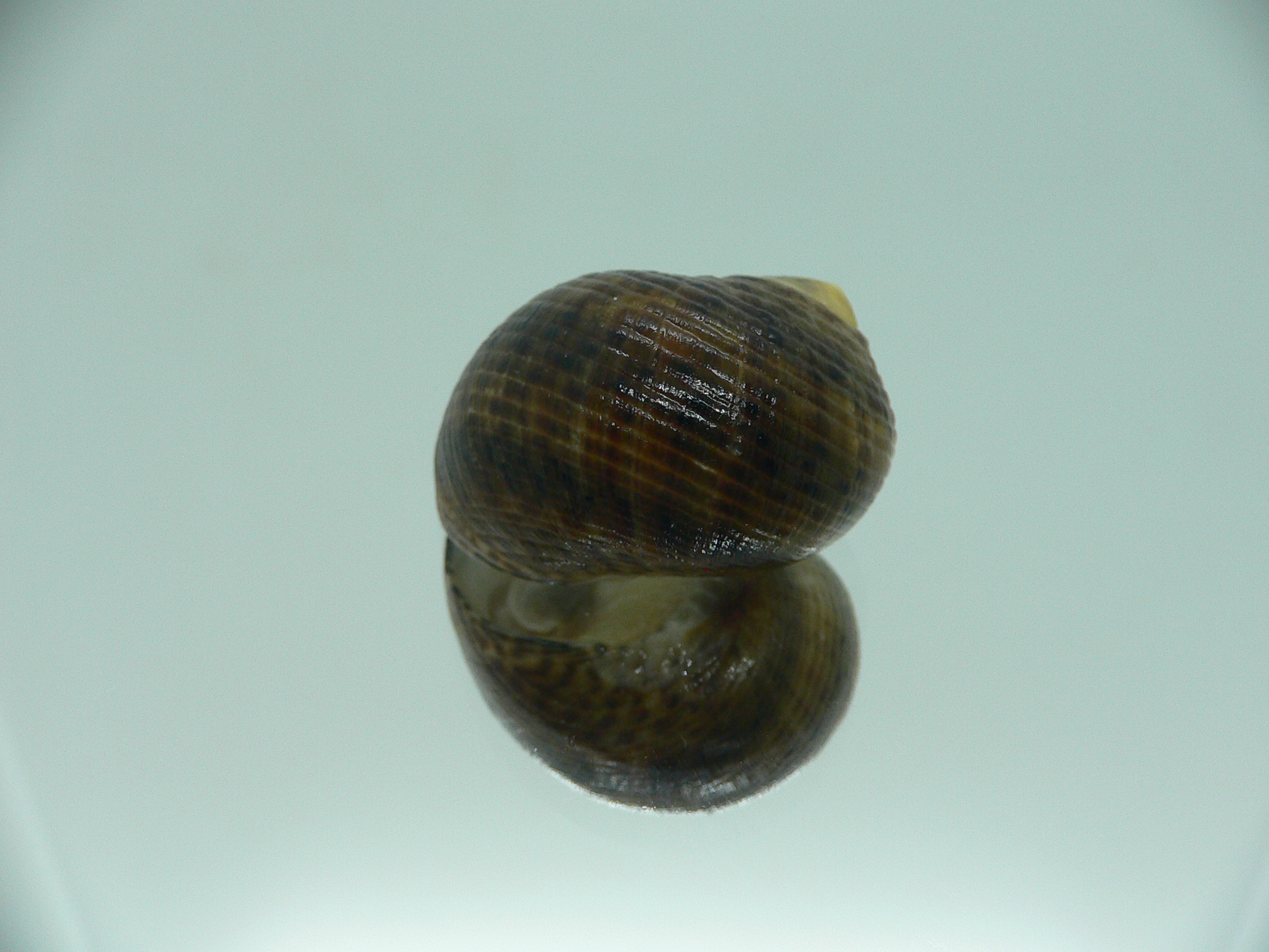 Nerita longii RARE