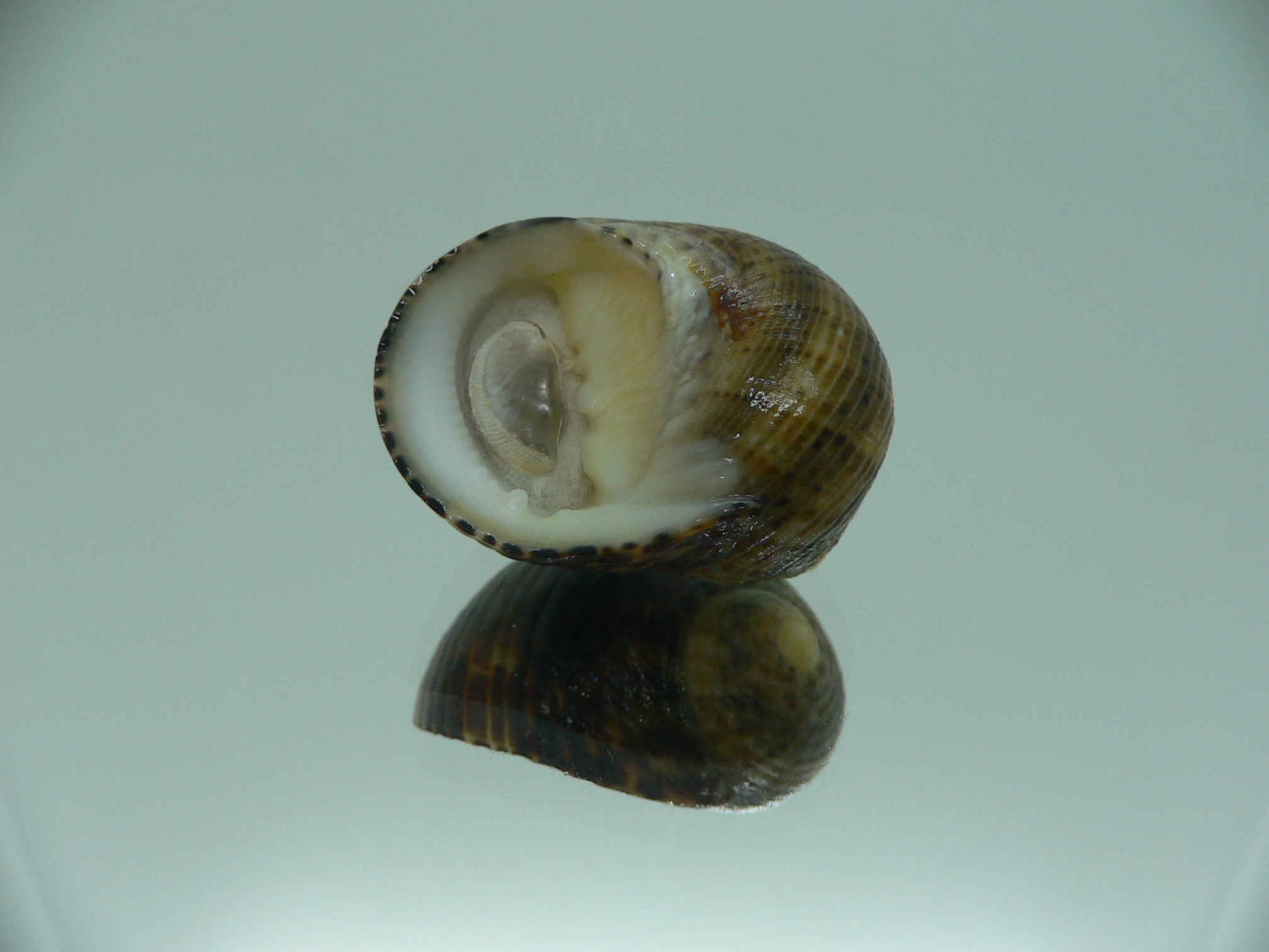 Nerita longii RARE