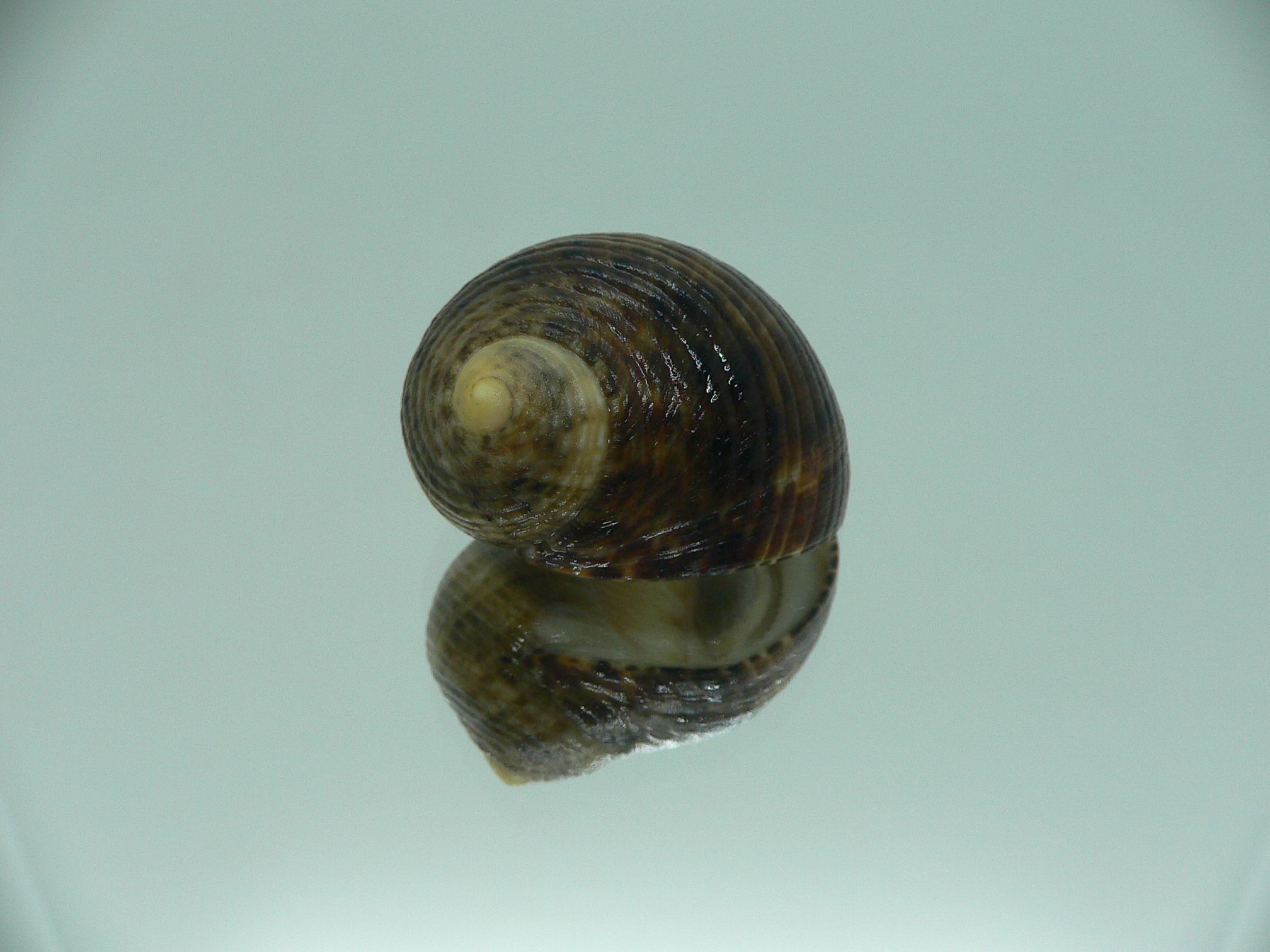 Nerita longii RARE