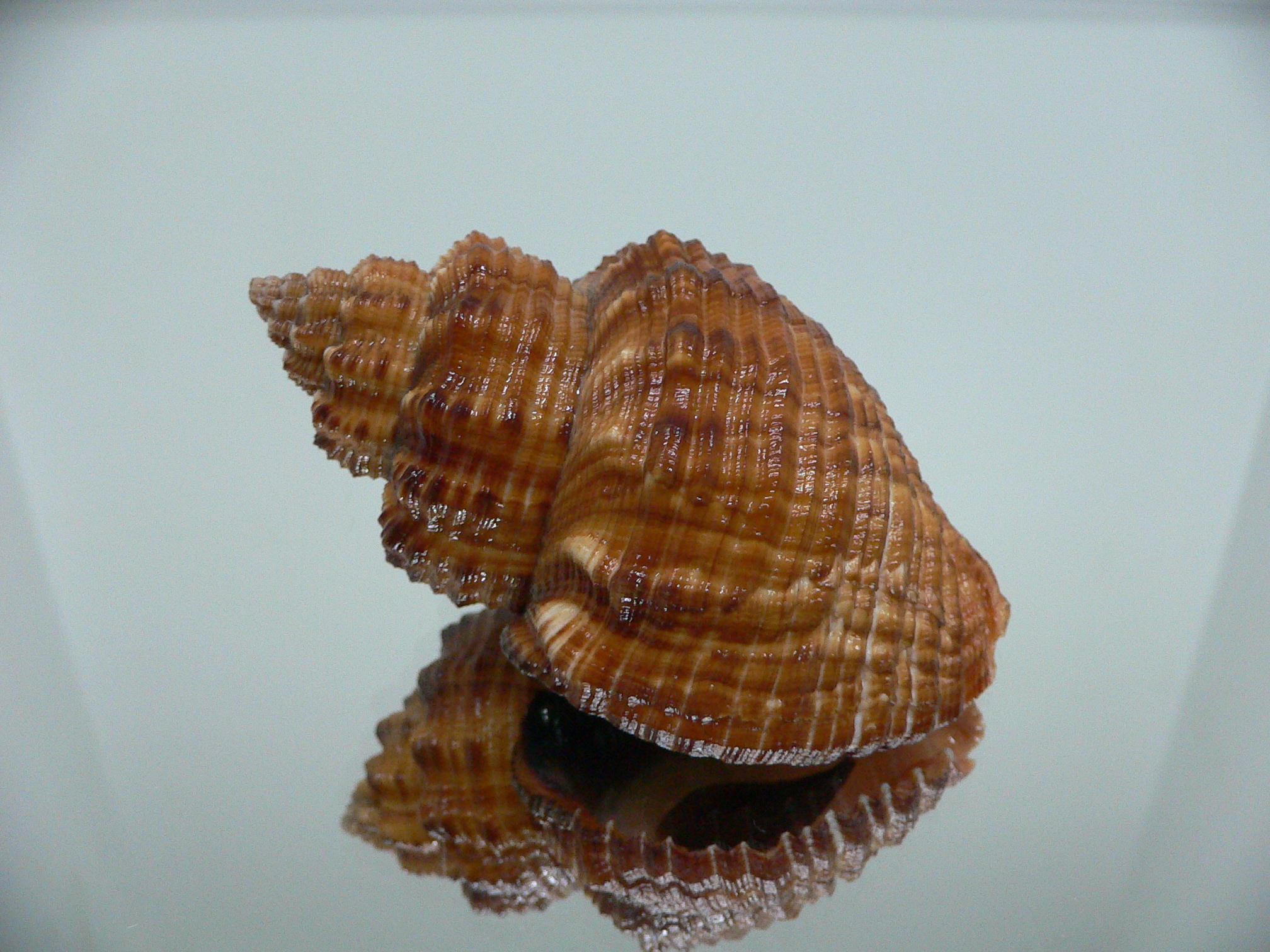 Cantharus melanostomus RUSTY