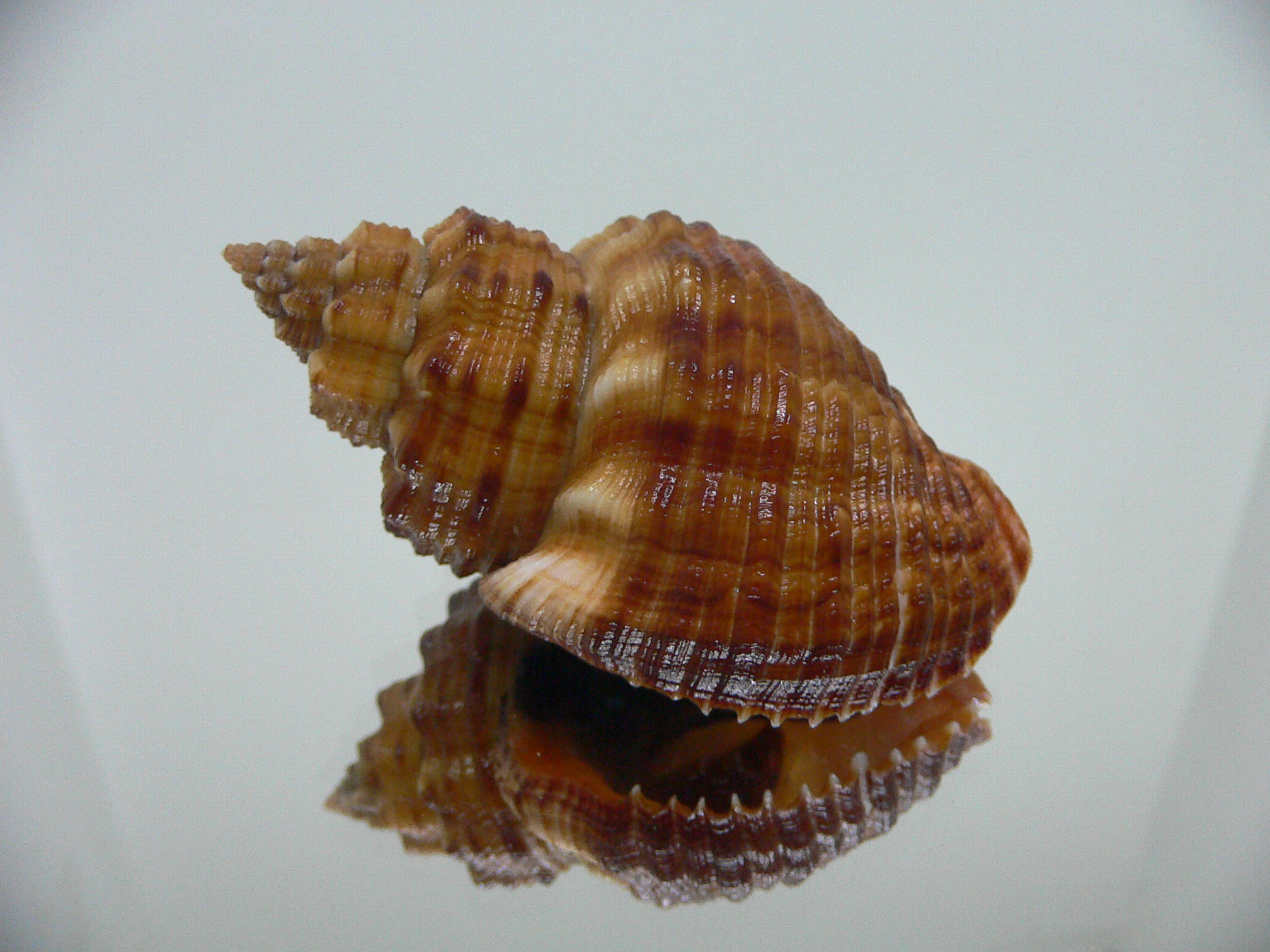 Cantharus melanostomus SUPER