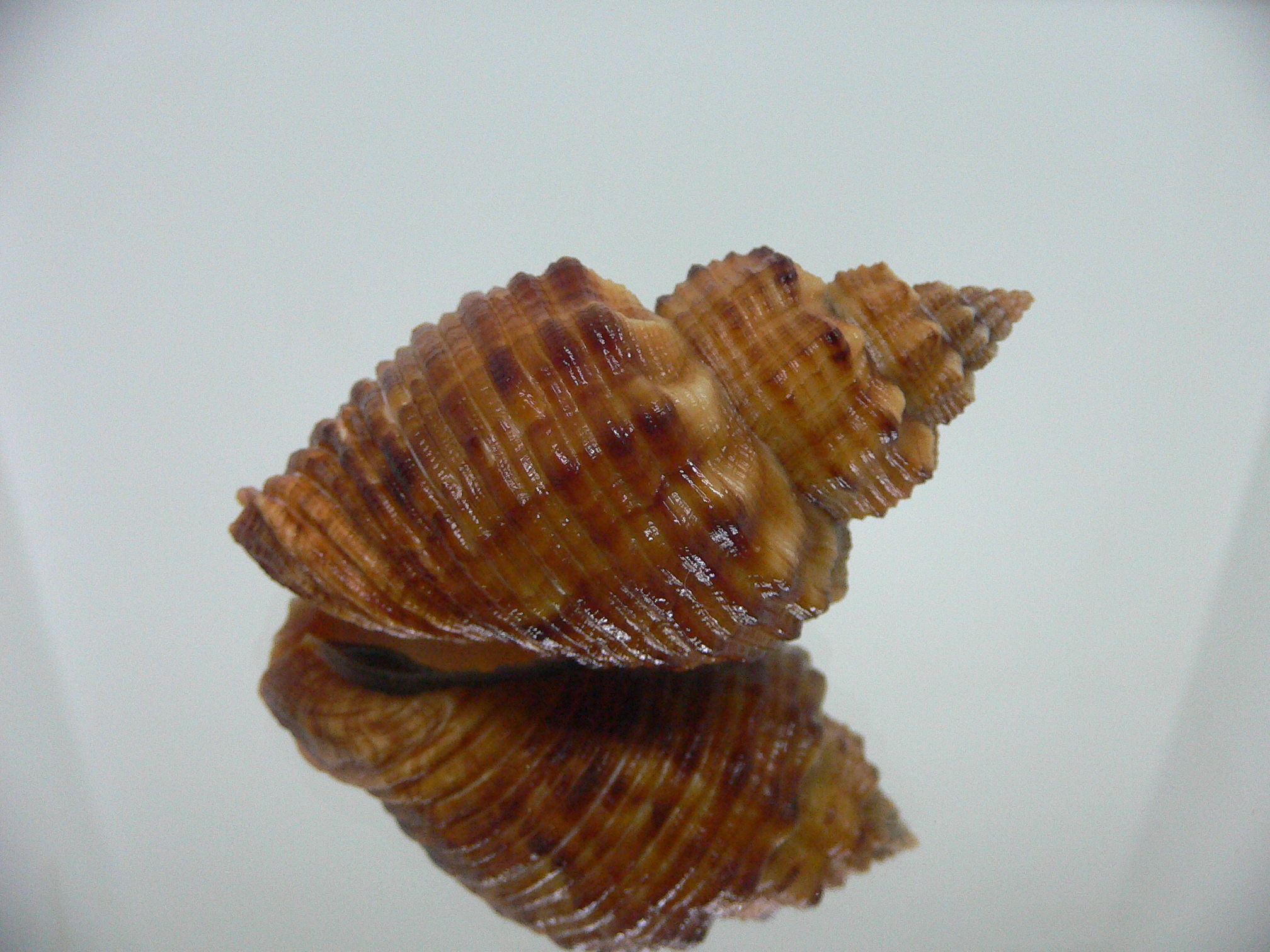 Cantharus melanostomus SUPER