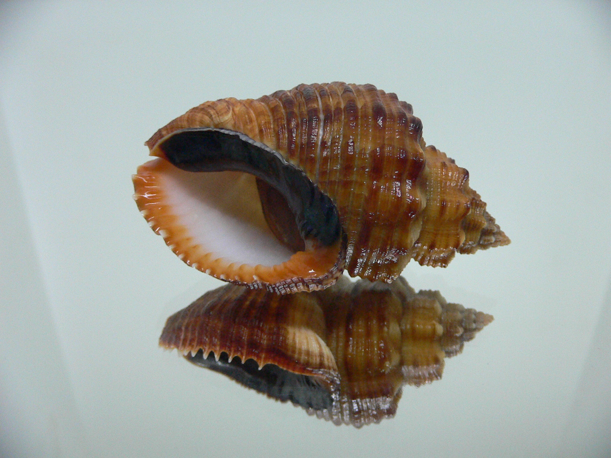 Cantharus melanostomus SUPER