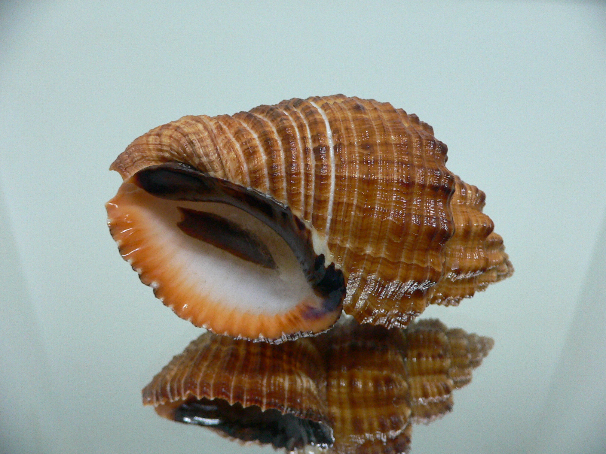 Cantharus melanostomus RUSTY