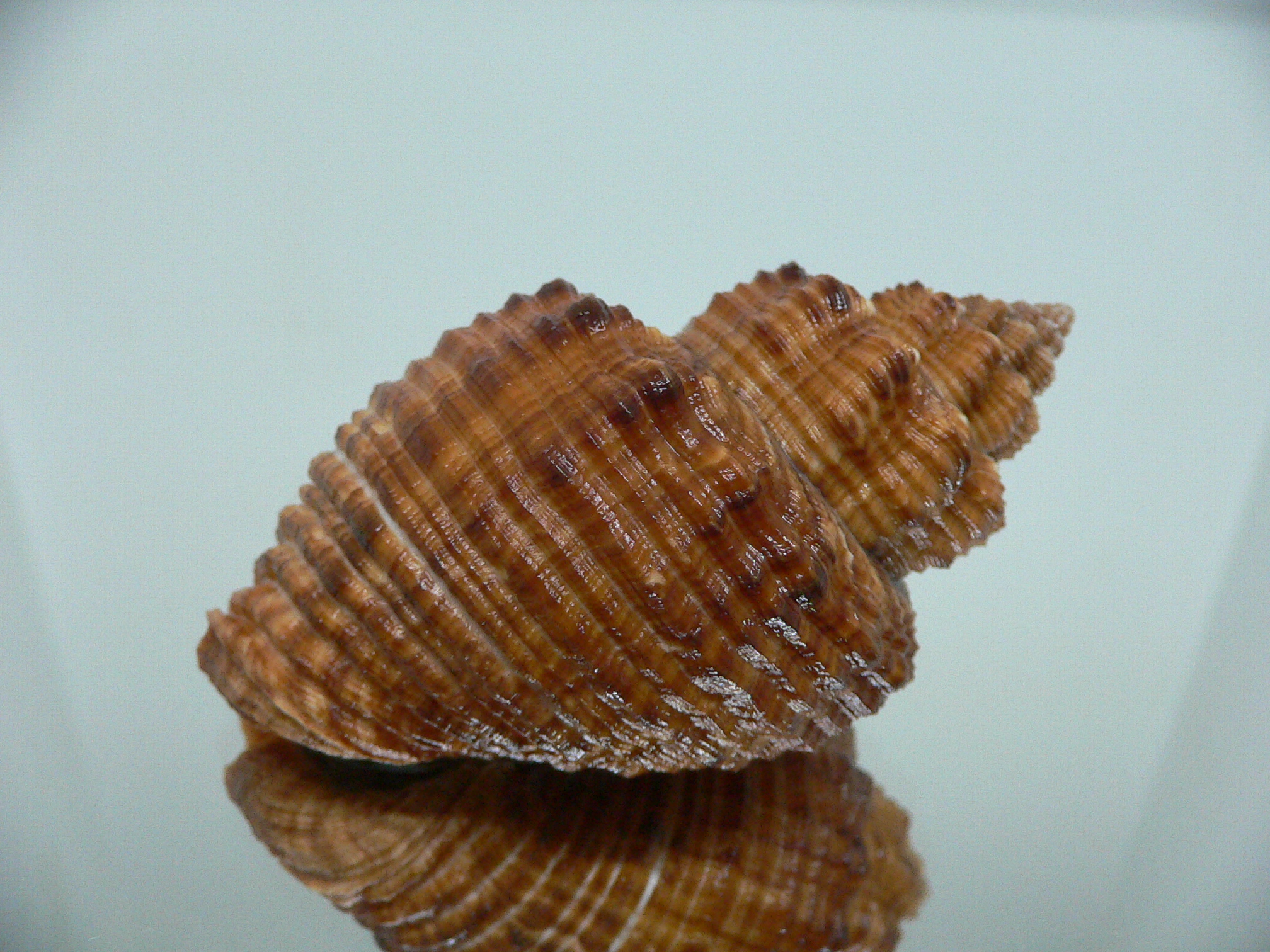 Cantharus melanostomus RUSTY