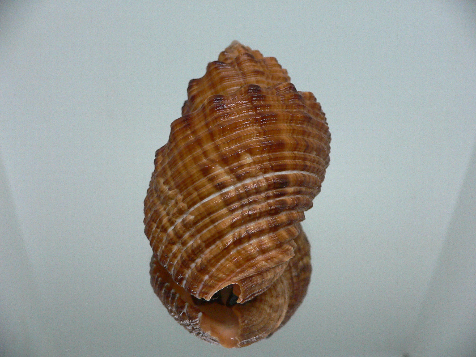 Cantharus melanostomus RUSTY