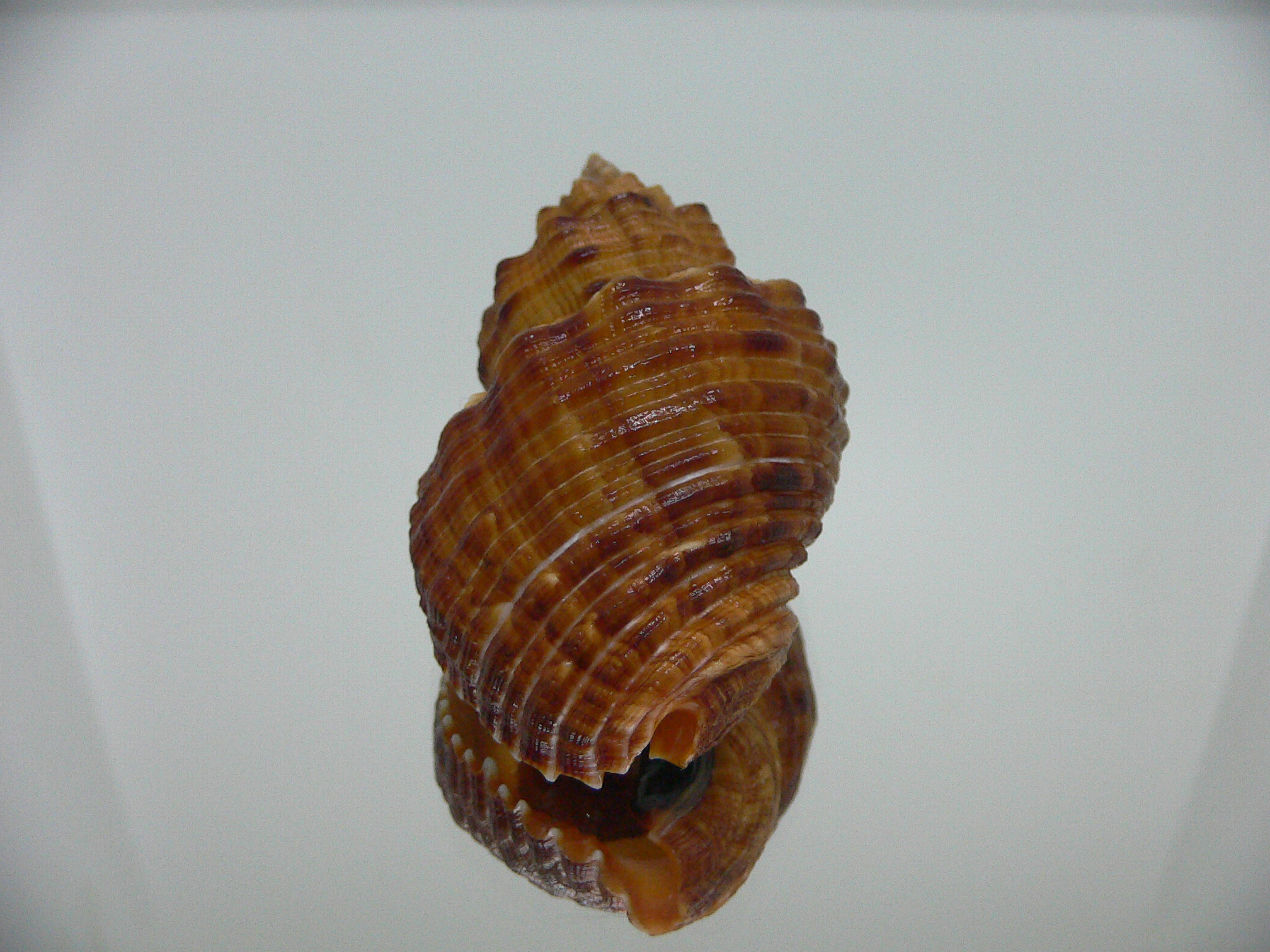 Cantharus melanostomus SUPER
