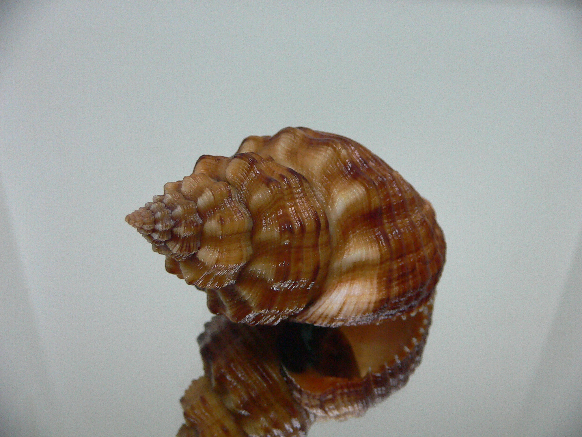 Cantharus melanostomus SUPER