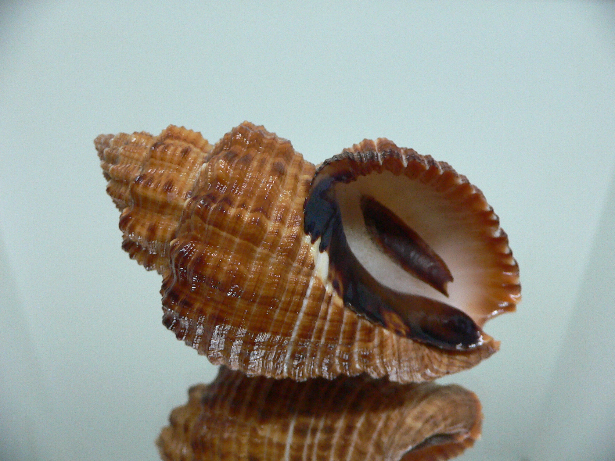 Cantharus melanostomus RUSTY