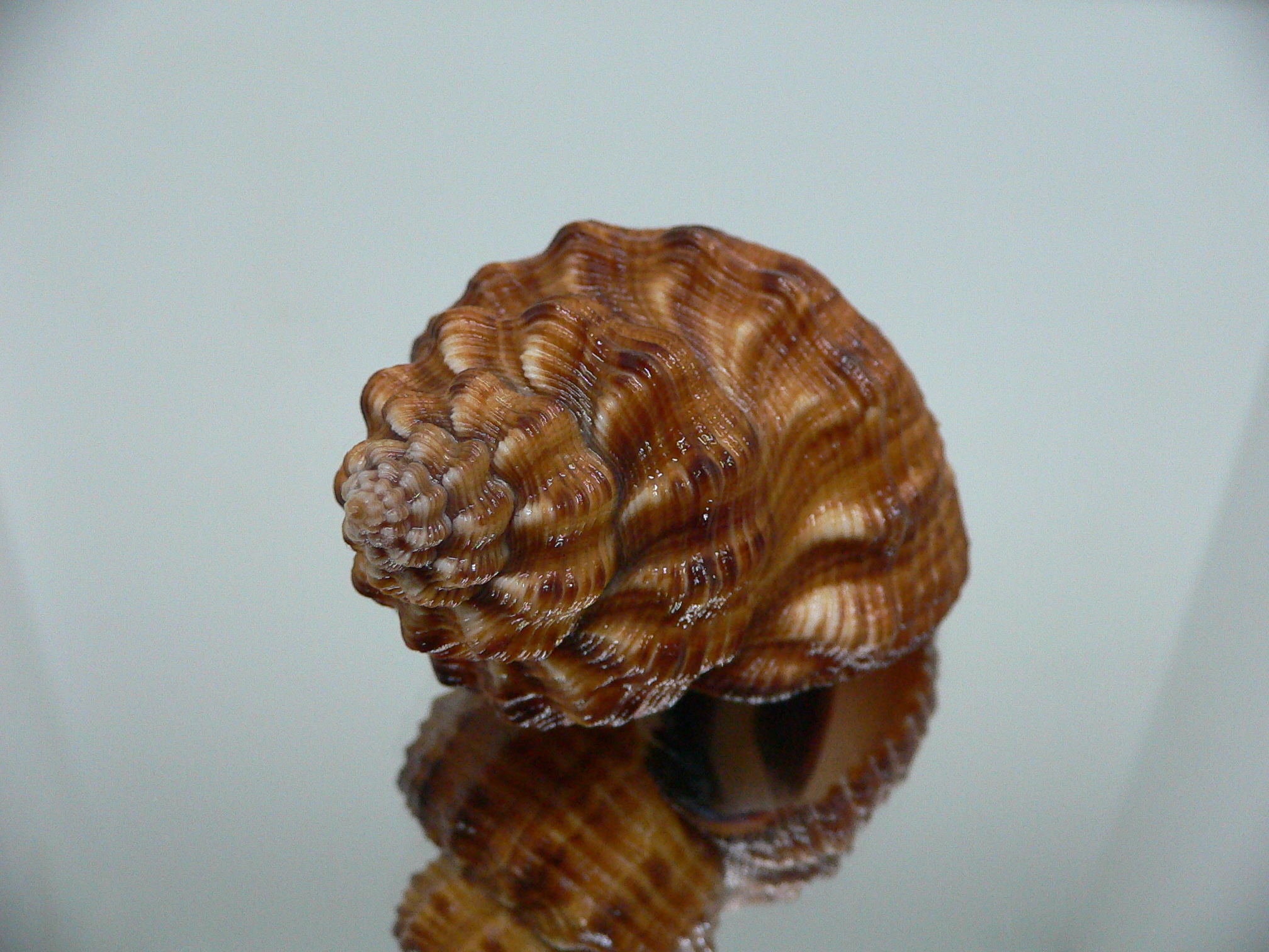 Cantharus melanostomus RUSTY