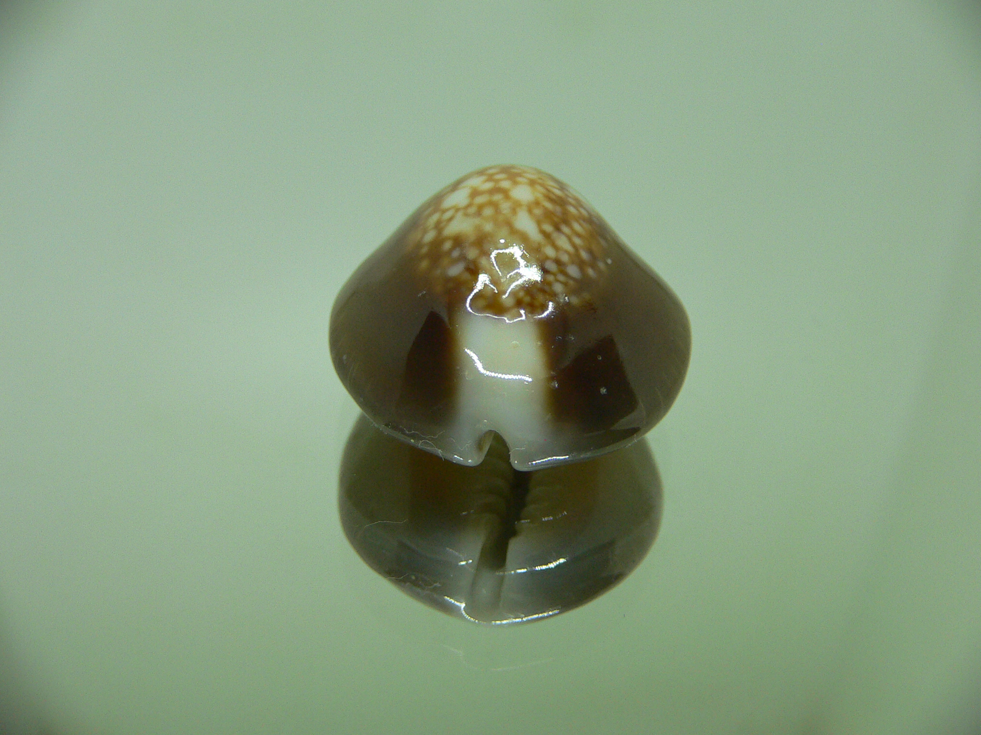 Cypraea caputserpentis TURTLE