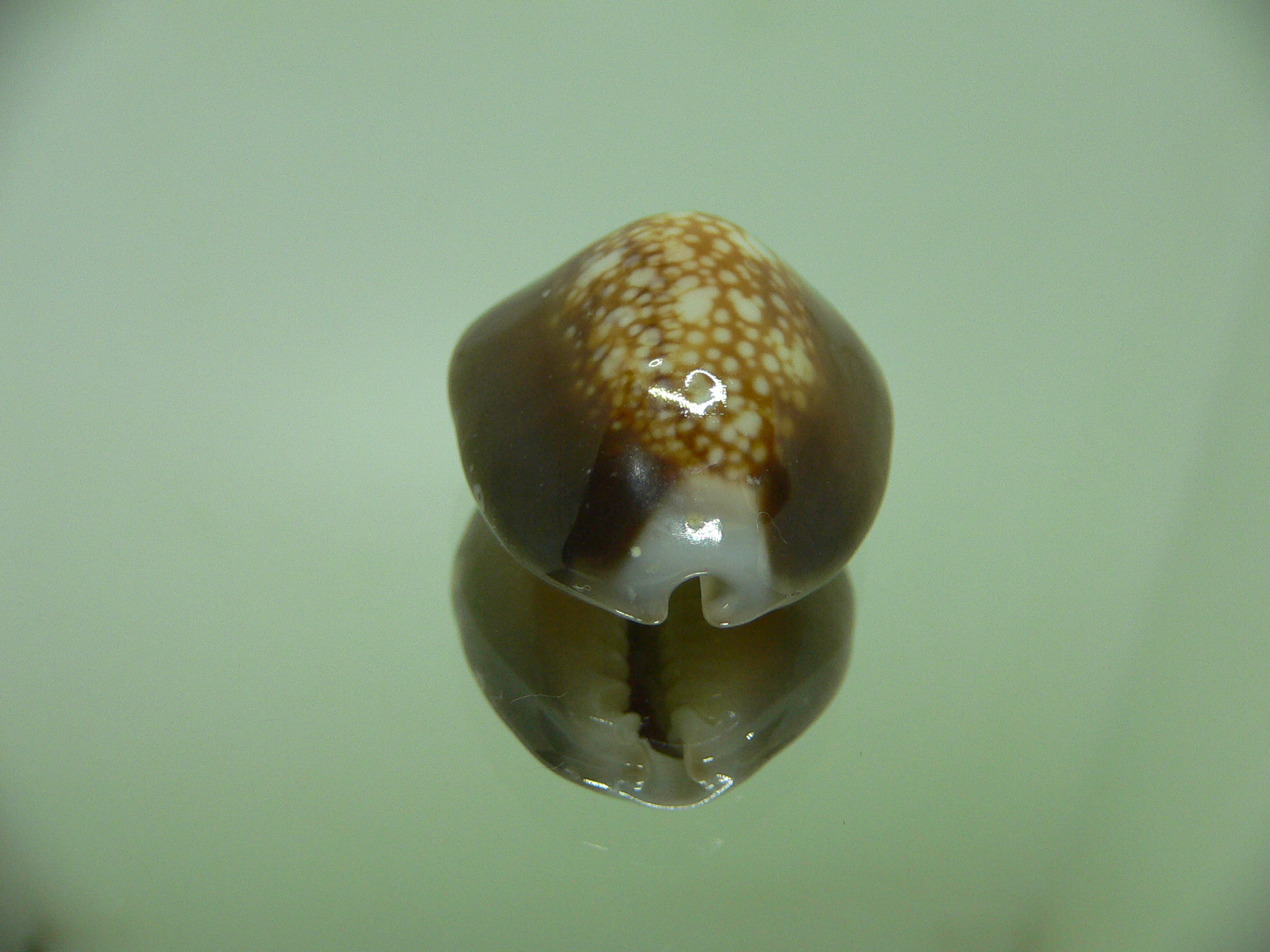 Cypraea caputserpentis TURTLE