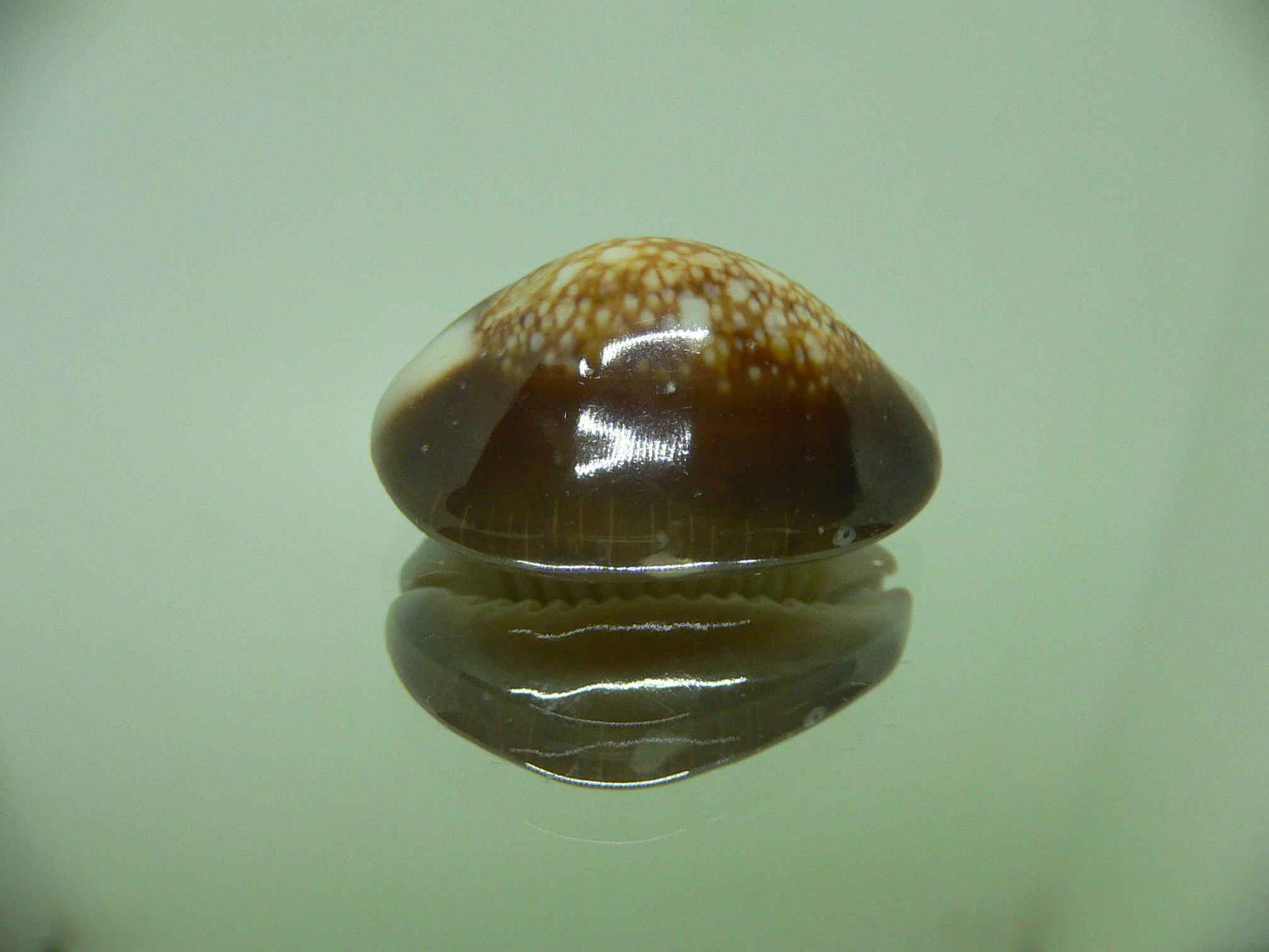 Cypraea caputserpentis TURTLE