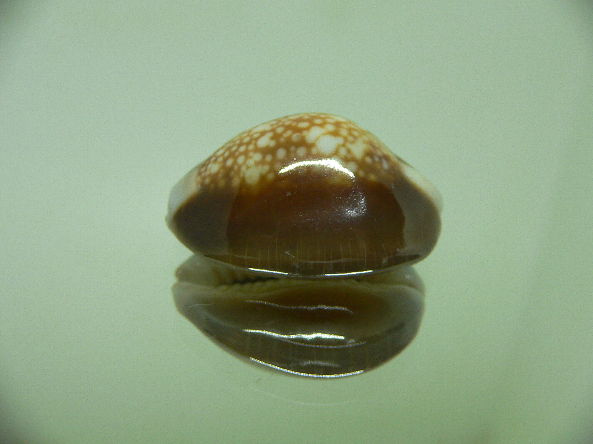 Cypraea caputserpentis TURTLE