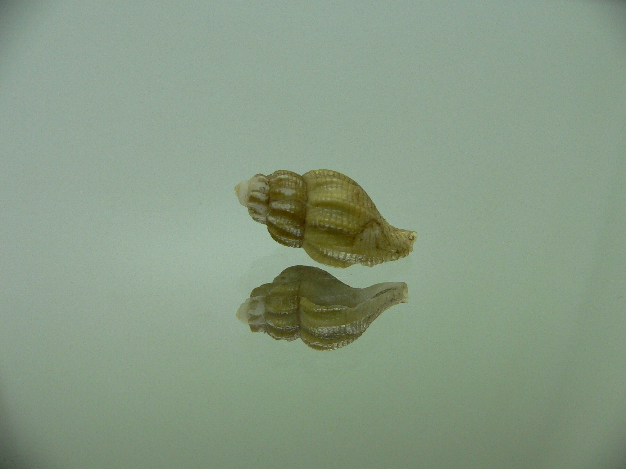 Retifusus olivaceus