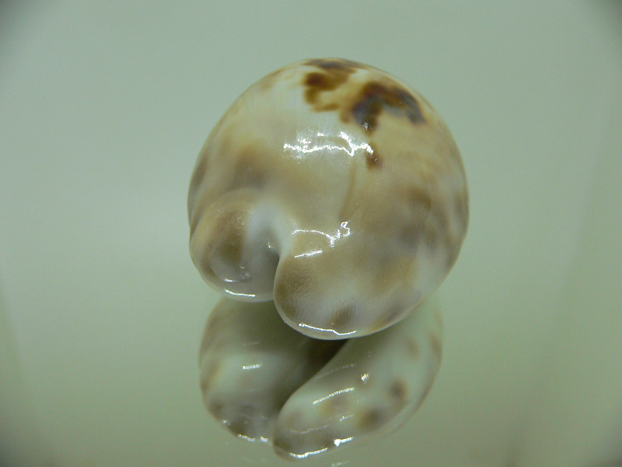 Cypraea teulerei ENDEMIC ZIGZAG