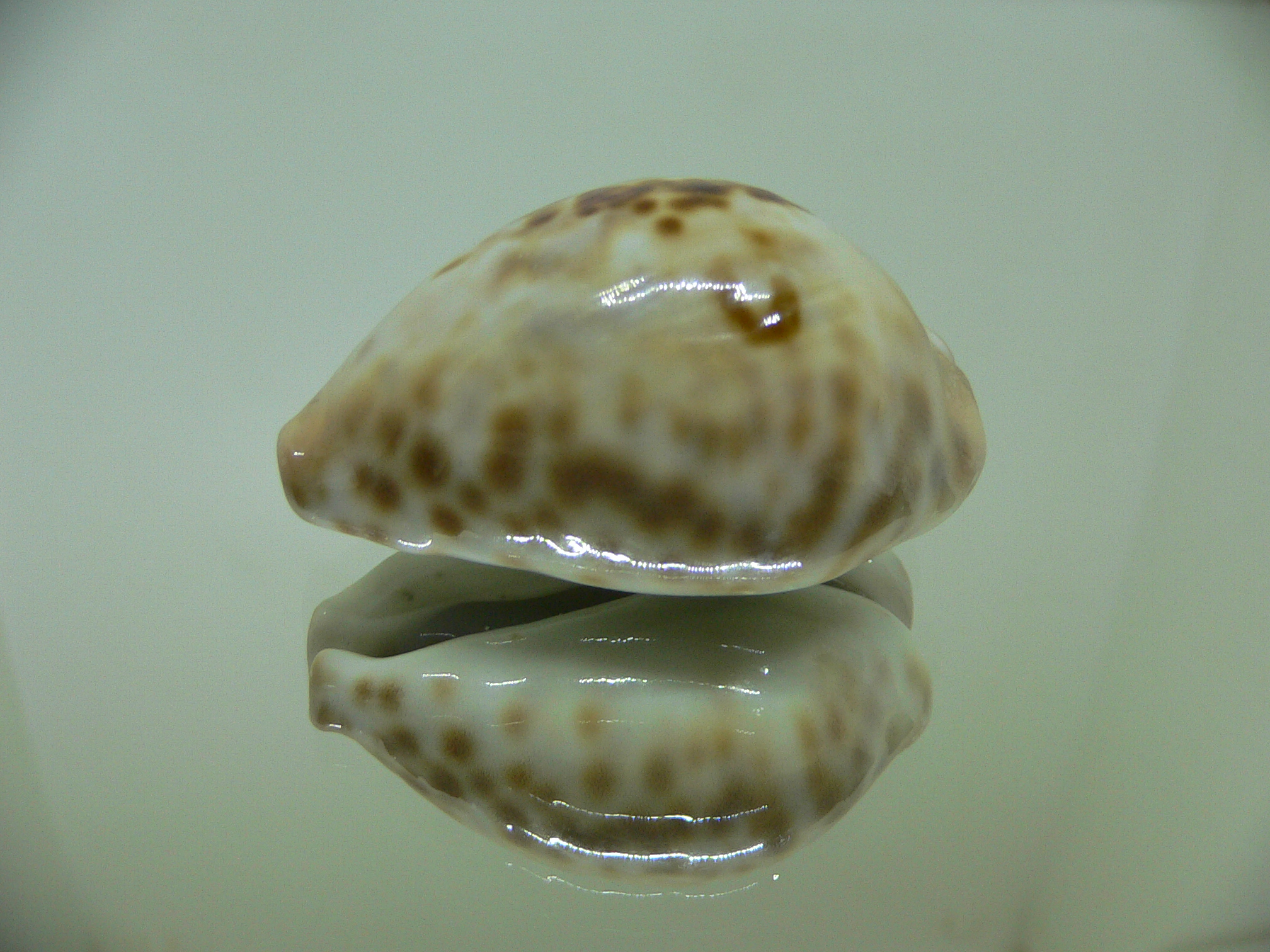 Cypraea teulerei ENDEMIC ZIGZAG