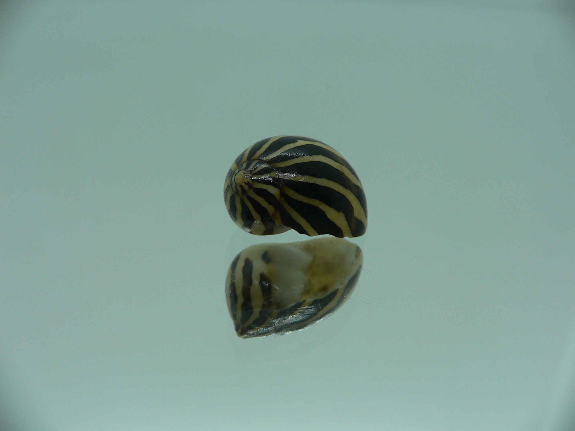 Neritina gagates DARK & STRIPES