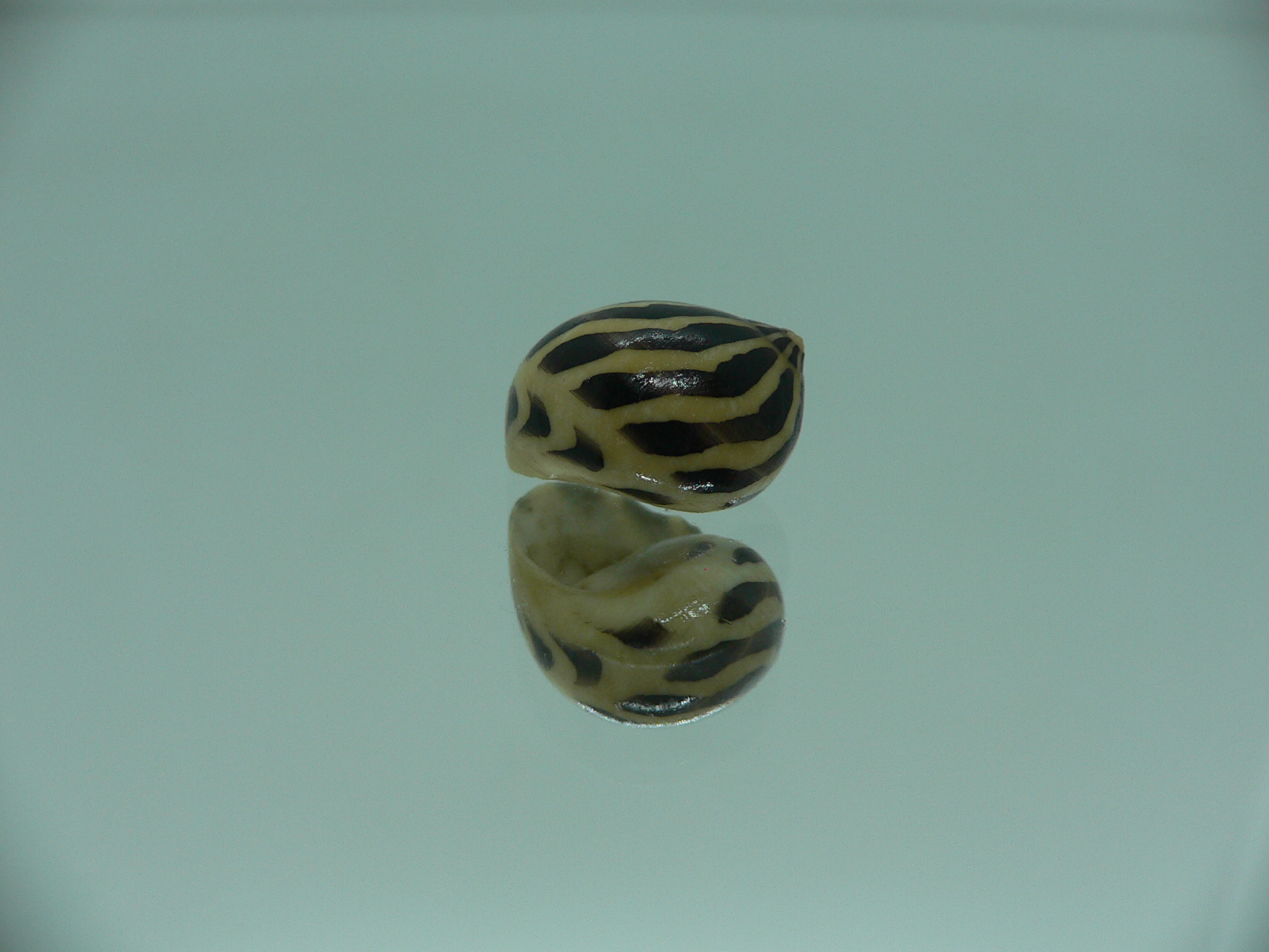 Neritina gagates DARK & STRIPES