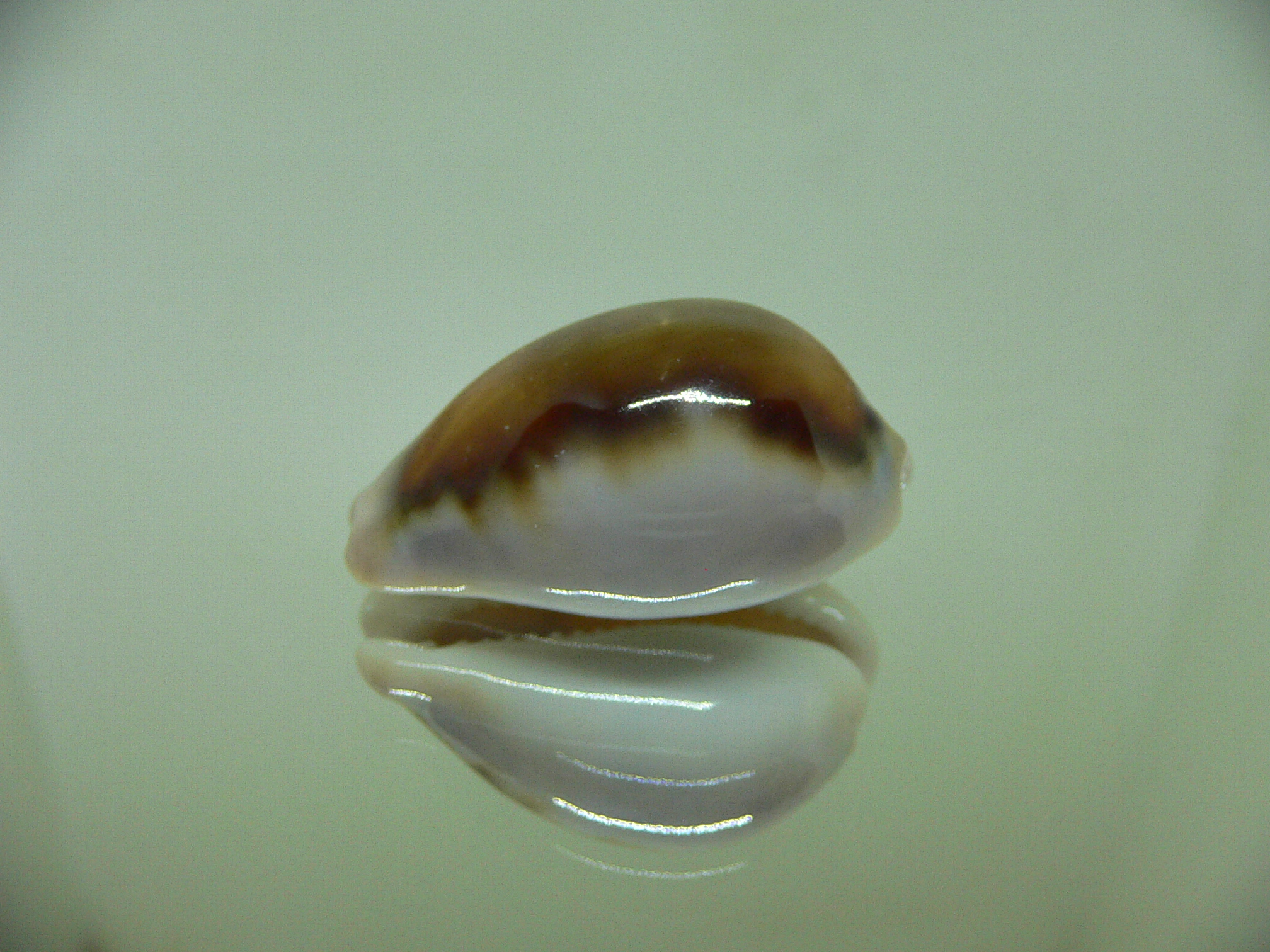 Cypraea spadicea BABY