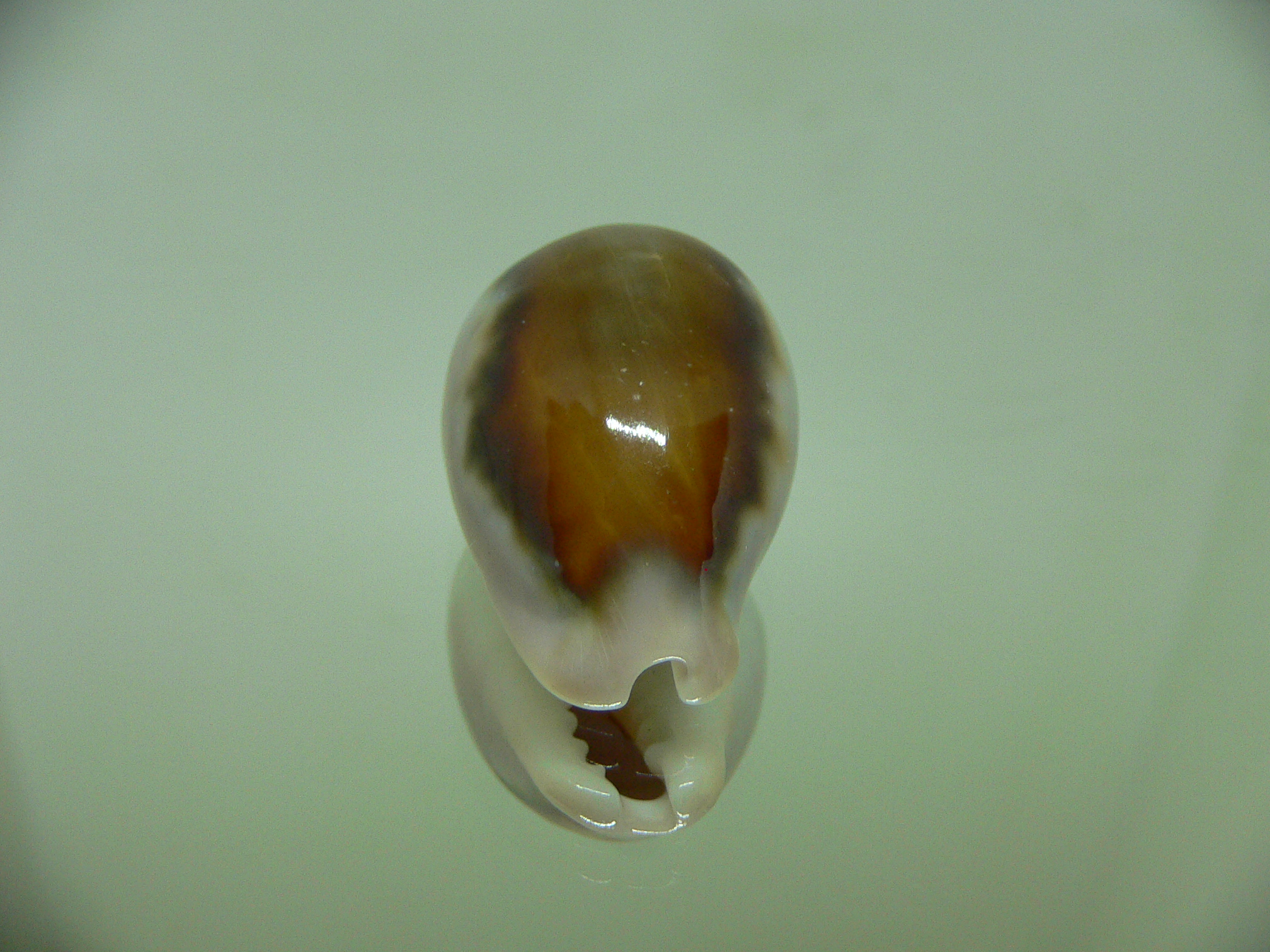 Cypraea spadicea BABY