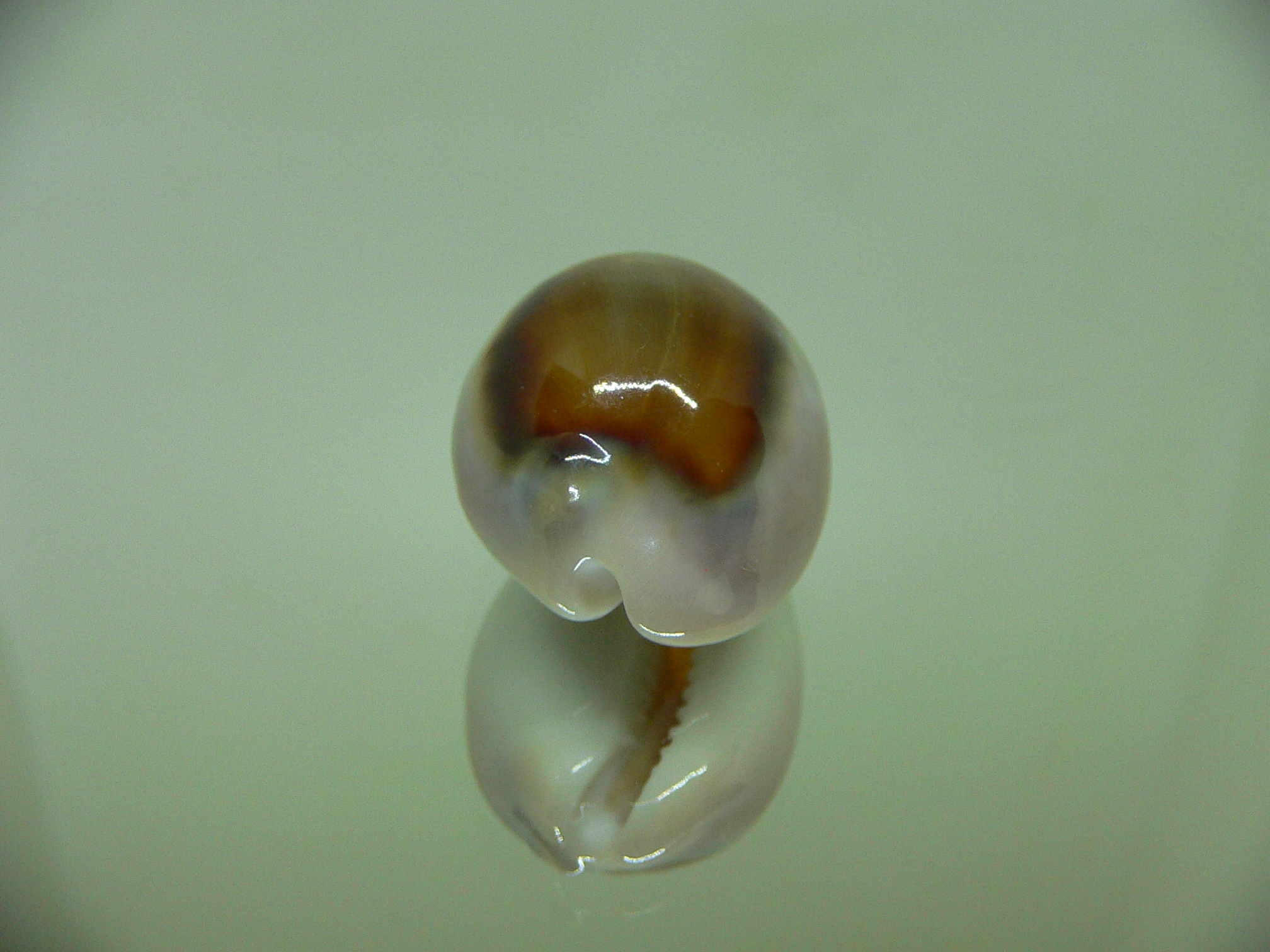 Cypraea spadicea BABY