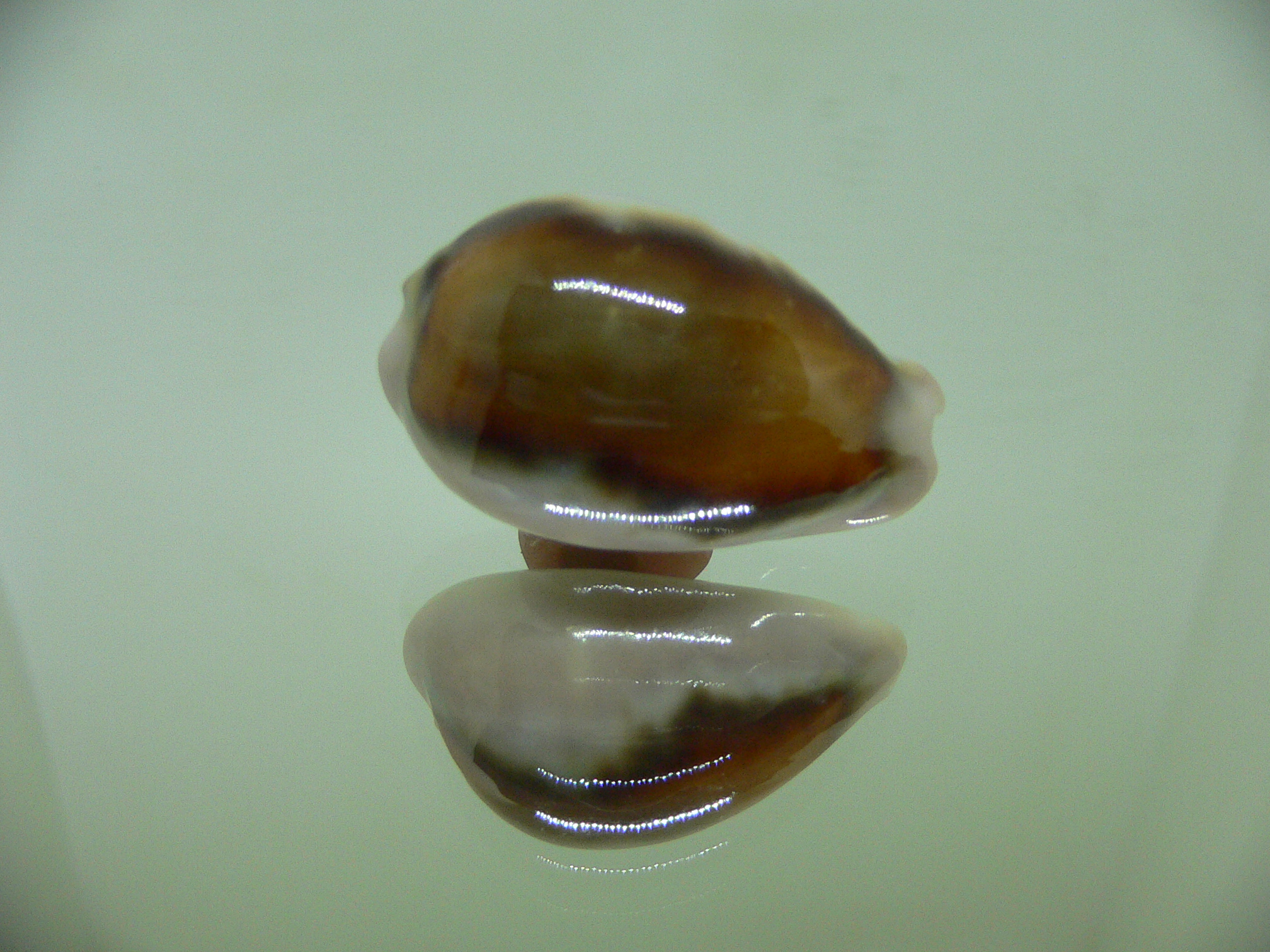 Cypraea spadicea BABY