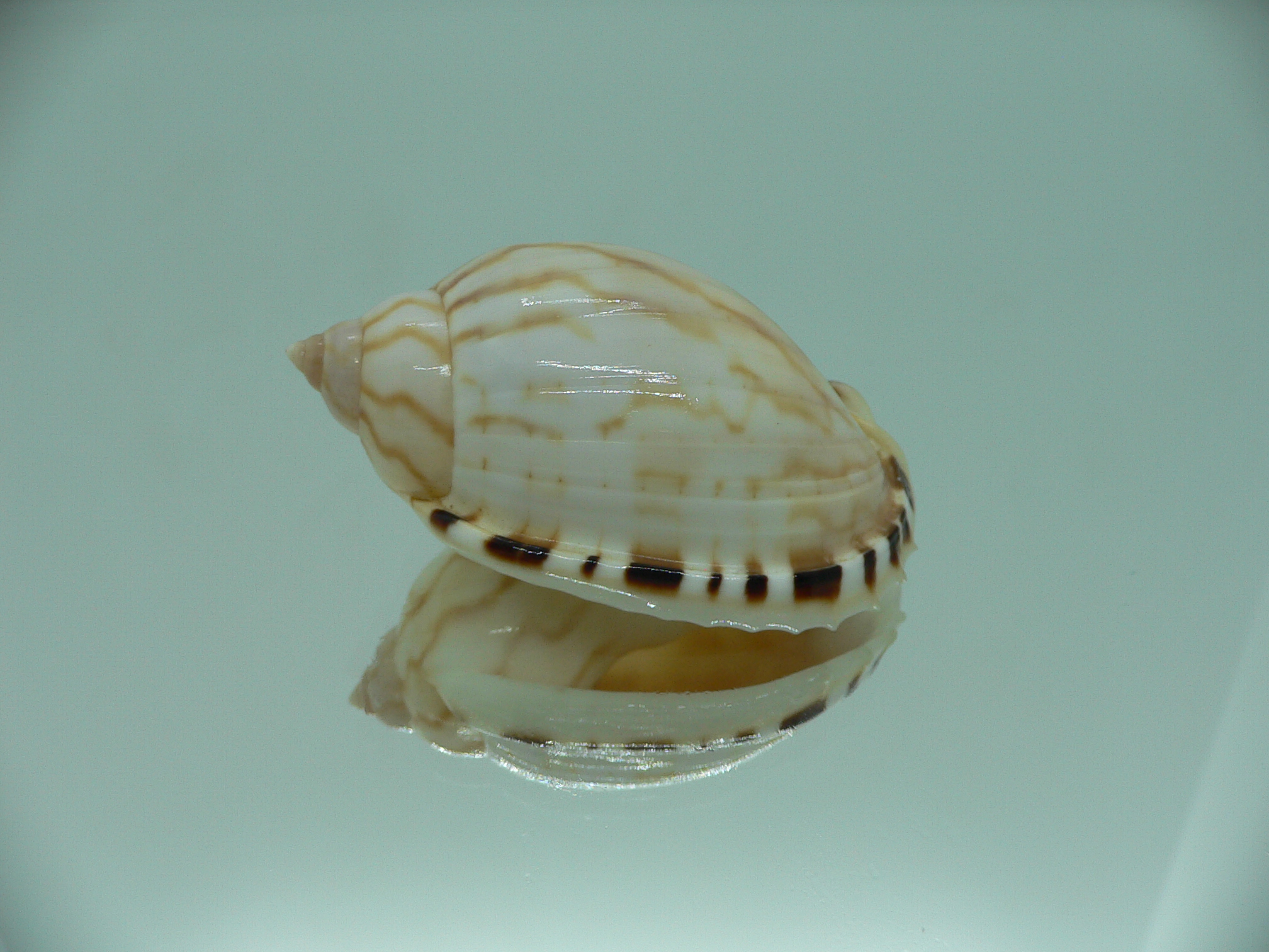 Casmaria erinaceus vibex (var.) COLOR